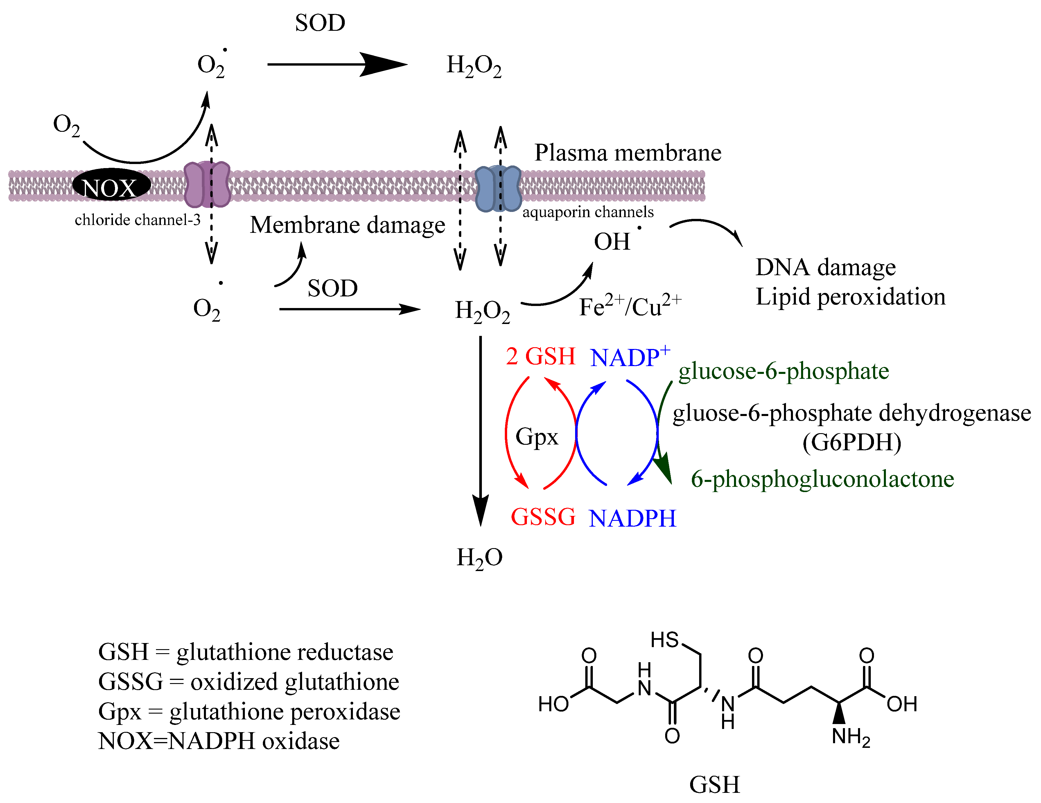 dihydroquercetin powder for Enhancement Of Endogenous Antioxidant Systems dihydroquercetin powder for Enhancement Of Endogenous Antioxidant Systems