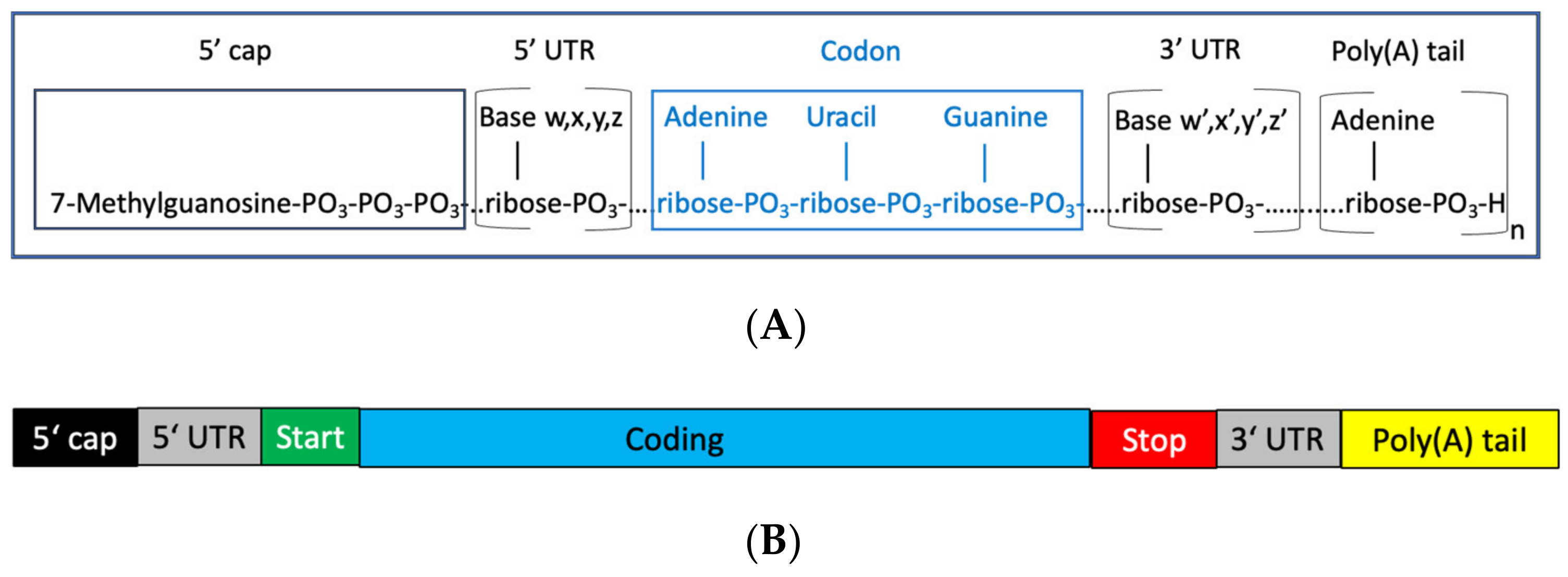Biomedicines | Free Full-Text | mRNA—From COVID-19 Treatment