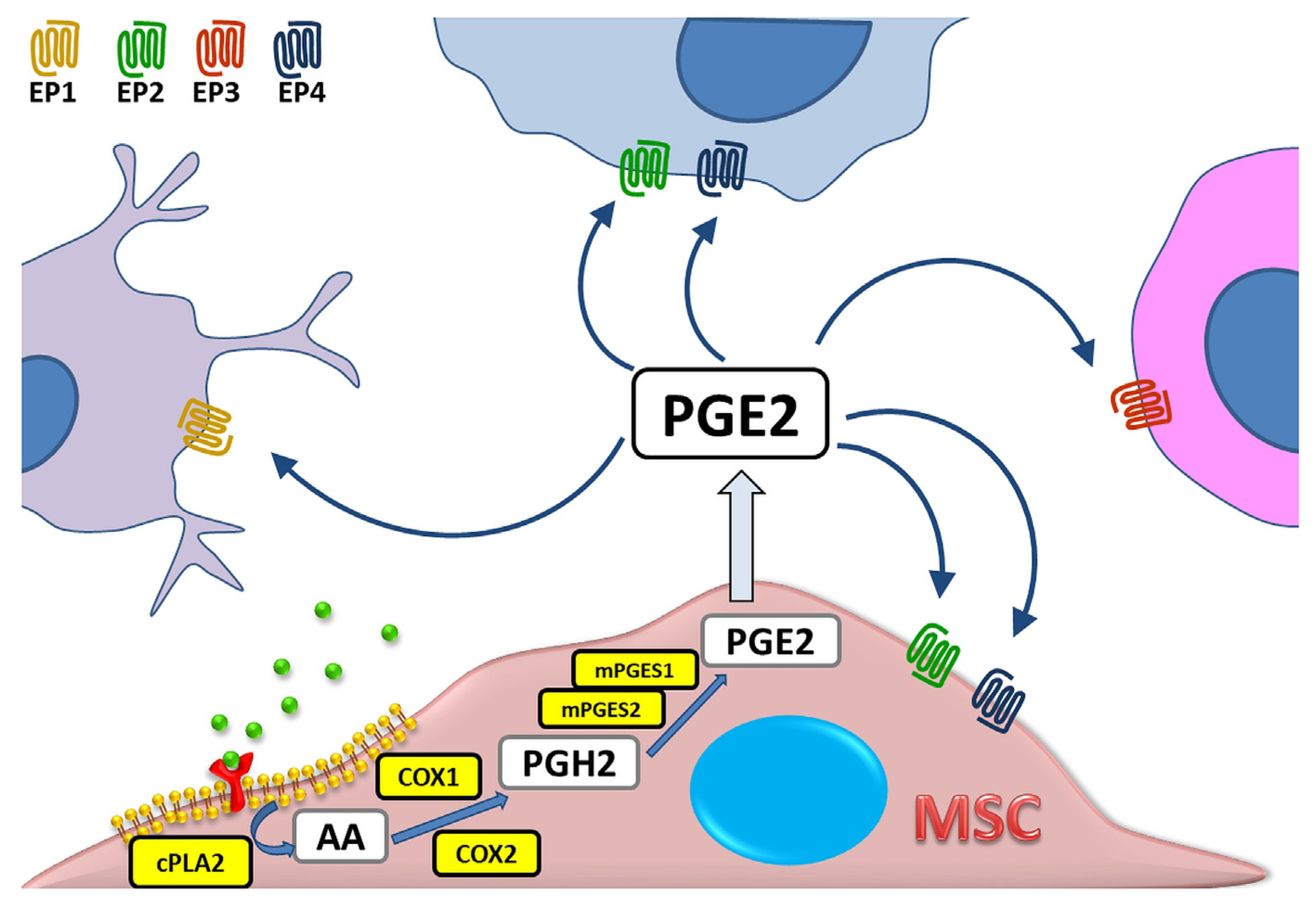 Biomedicines | Free Full-Text | The Role of COX-2 and PGE2 in the 
