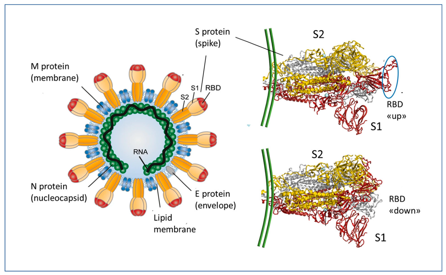 Biomedicines Free Full Text Immune Response And Molecular Biomedicines Free Full Text Immune Response And Molecular
