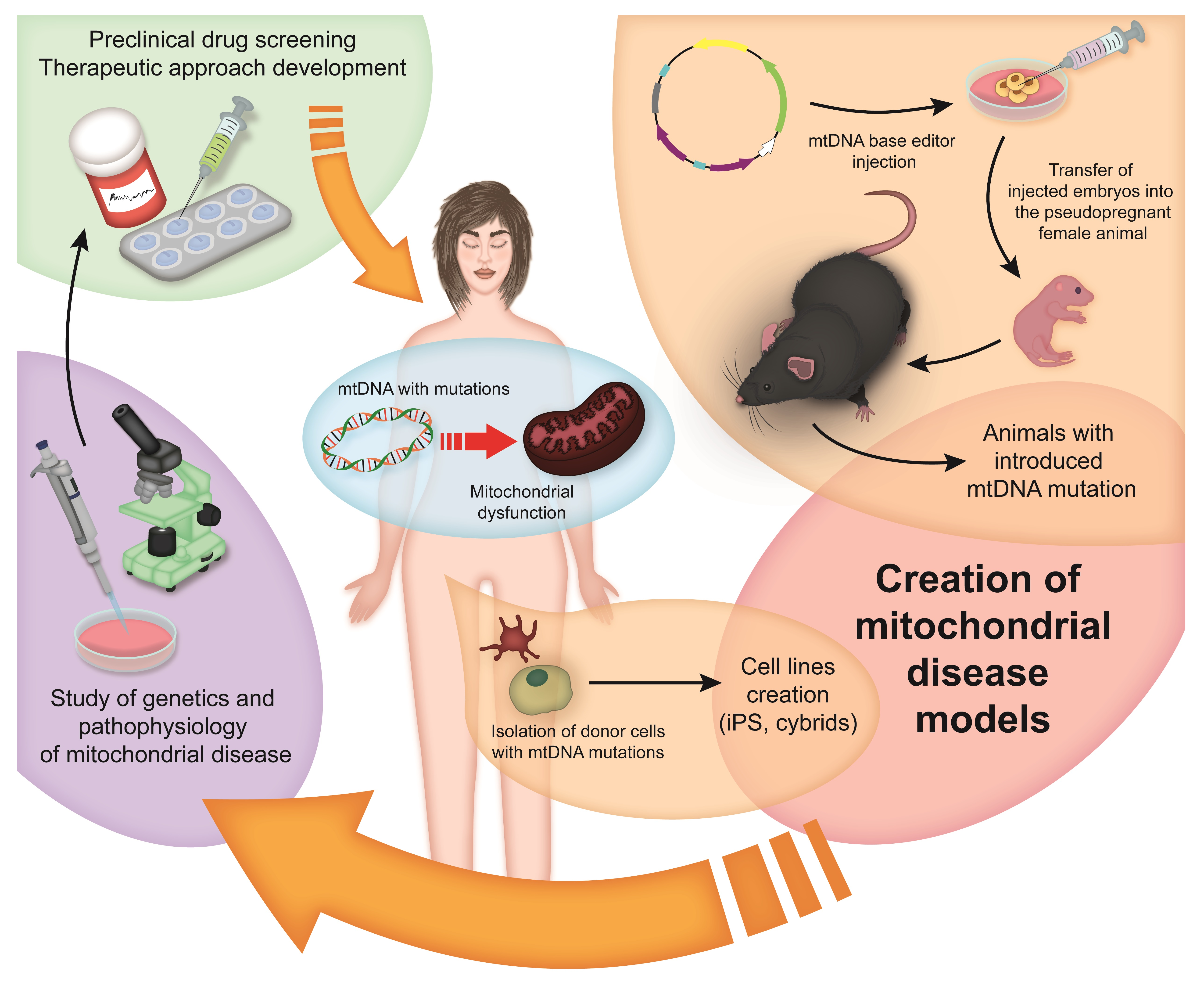 Mitochondrial Disease