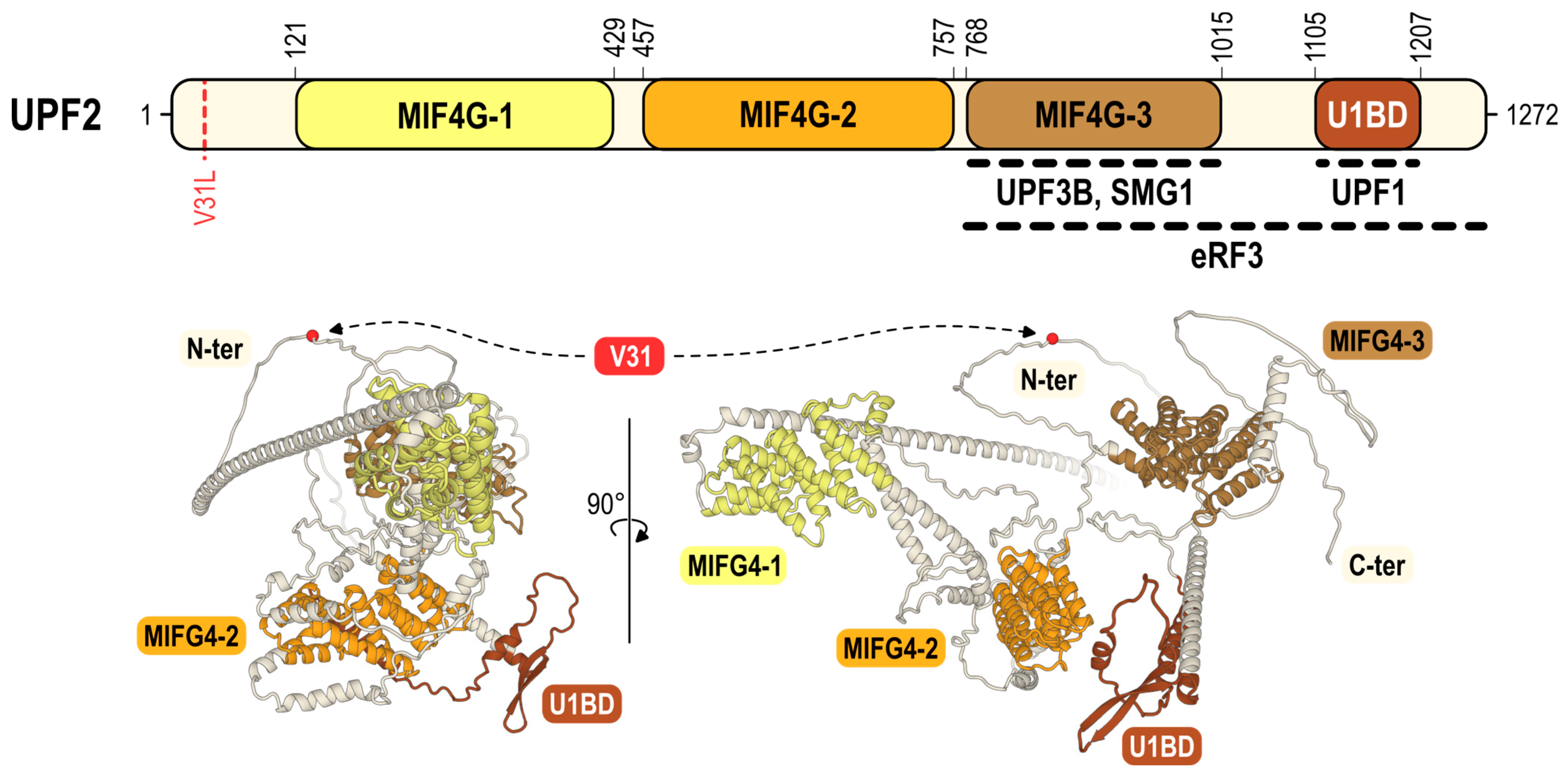 Structural basis of suppression of host translation termination by Moloney  Murine Leukemia Virus