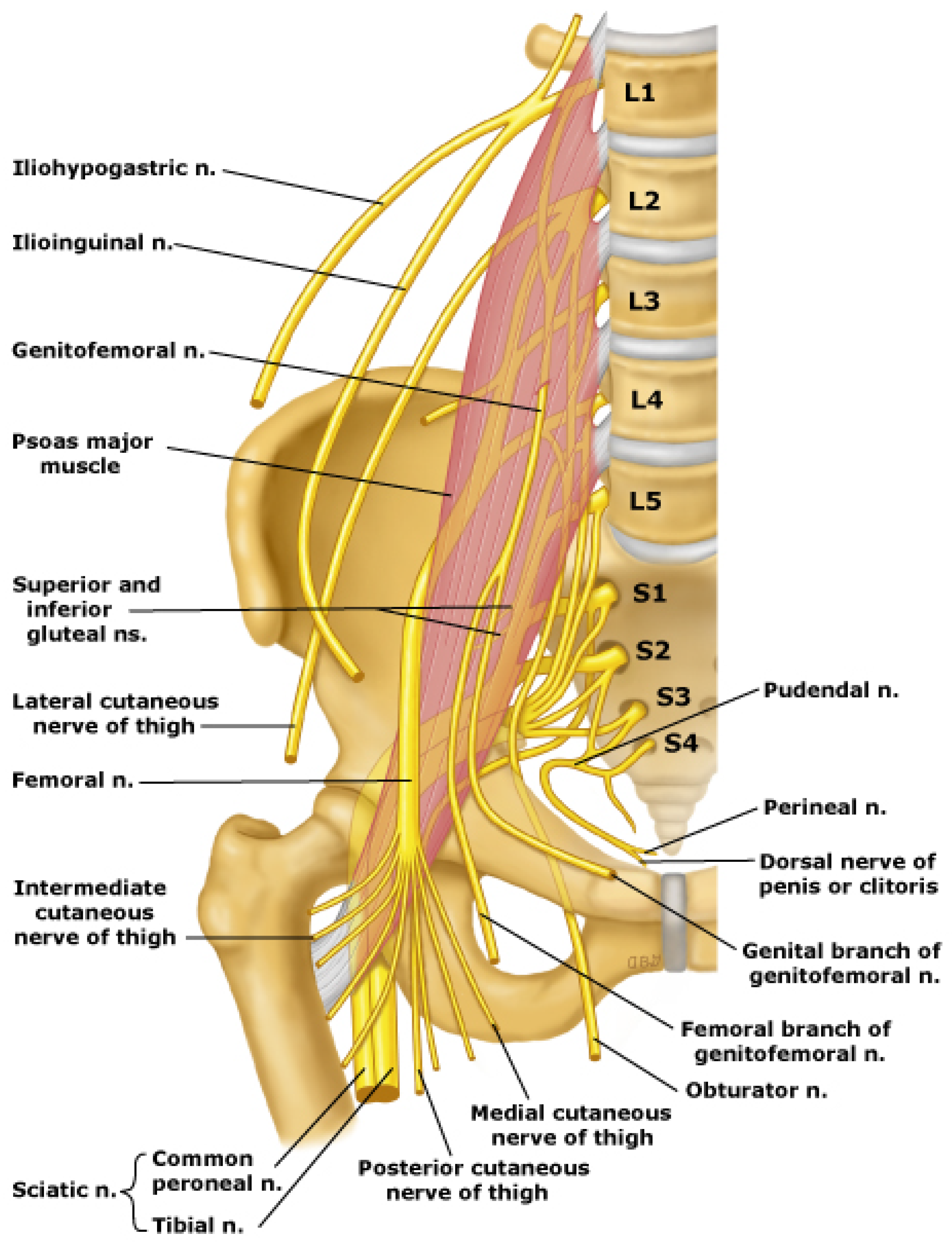 The Sacral Plexus Anatomy Function And Treatment XNCUC The Sacral Plexus Anatomy Function And Treatment XNCUC