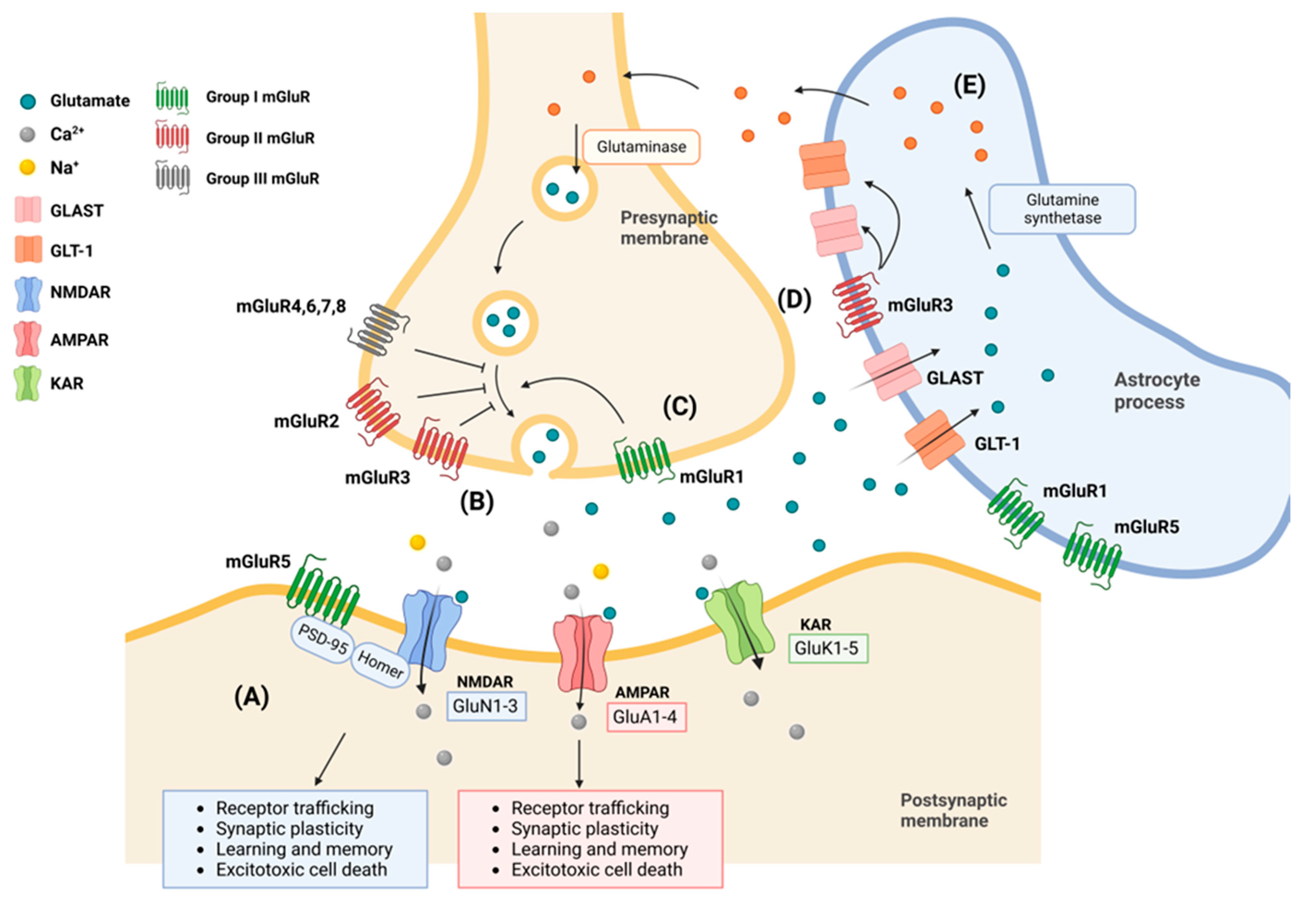 Biomedicines, Free Full-Text