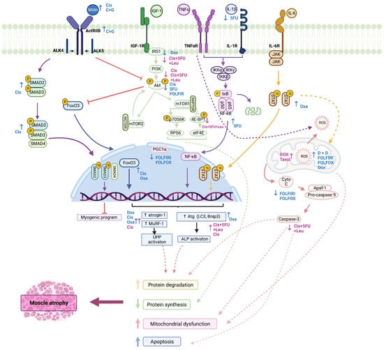 Biomedicines | Free Full-Text | Chemotherapy-Induced Molecular Changes ...