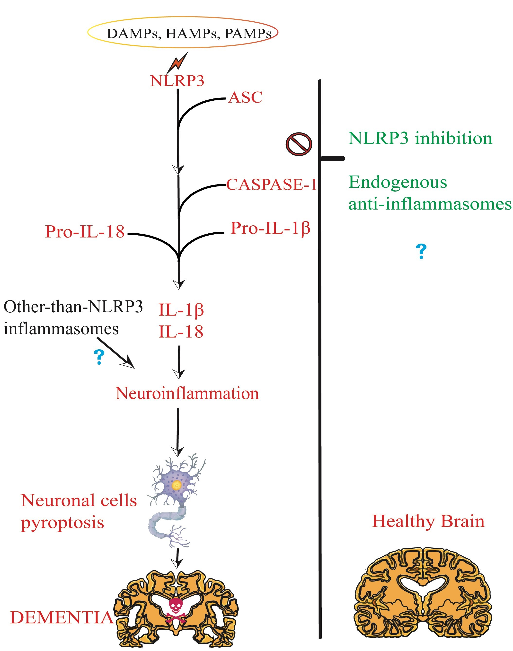 Biomedicines | Free Full-Text | NLRP3 Inflammasome’s 