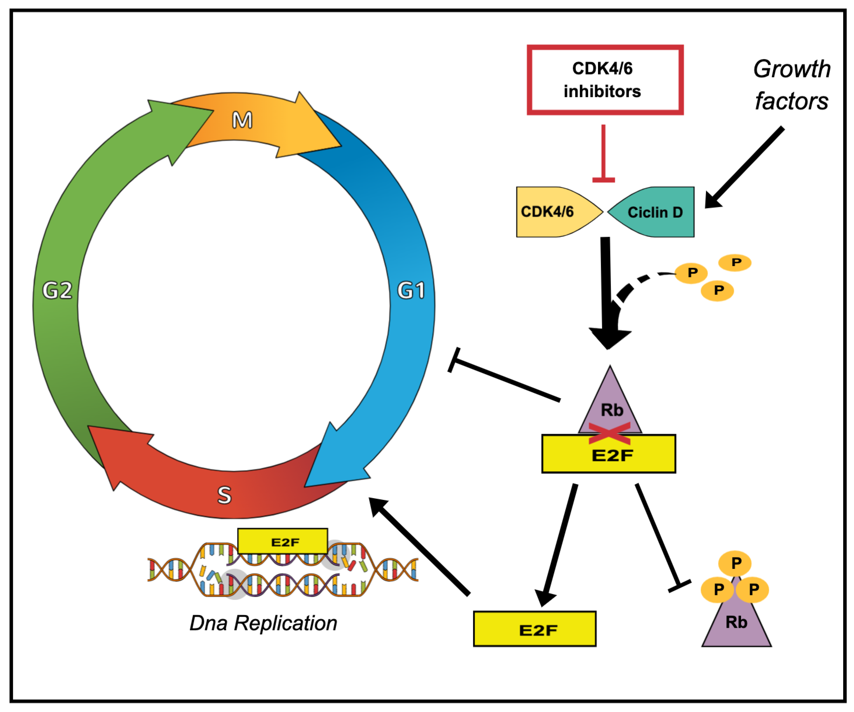 Biomedicines | Free Full-Text | Clinical Review On The Management Of ...