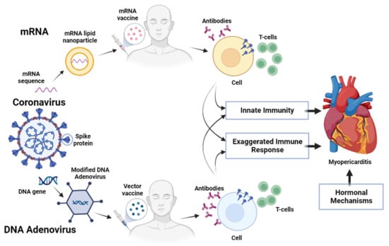 Biomedicines Free Full Text COVID 19 Vaccines And Myocarditis An   Biomedicines 11 01469 G001 550 