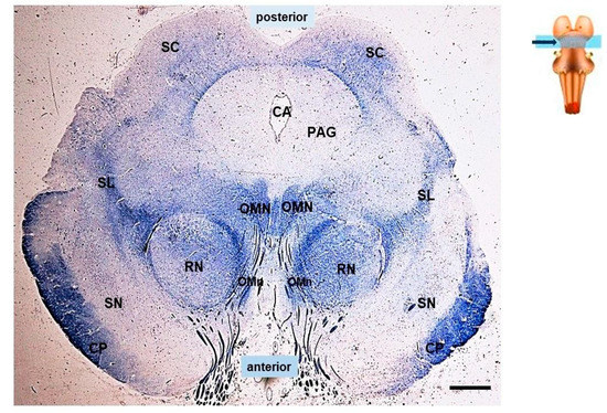 Biomedicines | Free Full-Text | Involvement of the Superior Colliculus ...