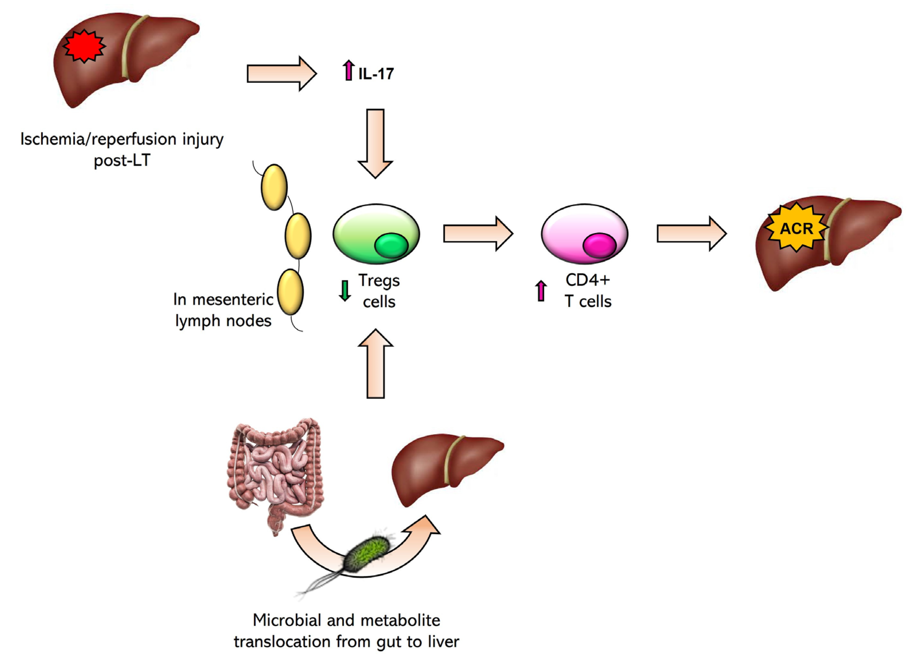 Biomedicines | Free Full-Text | Gut Microbiota and Liver 