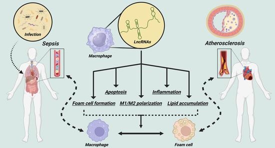 Biomedicines | Free Full-Text | Role of Macrophage lncRNAs in 