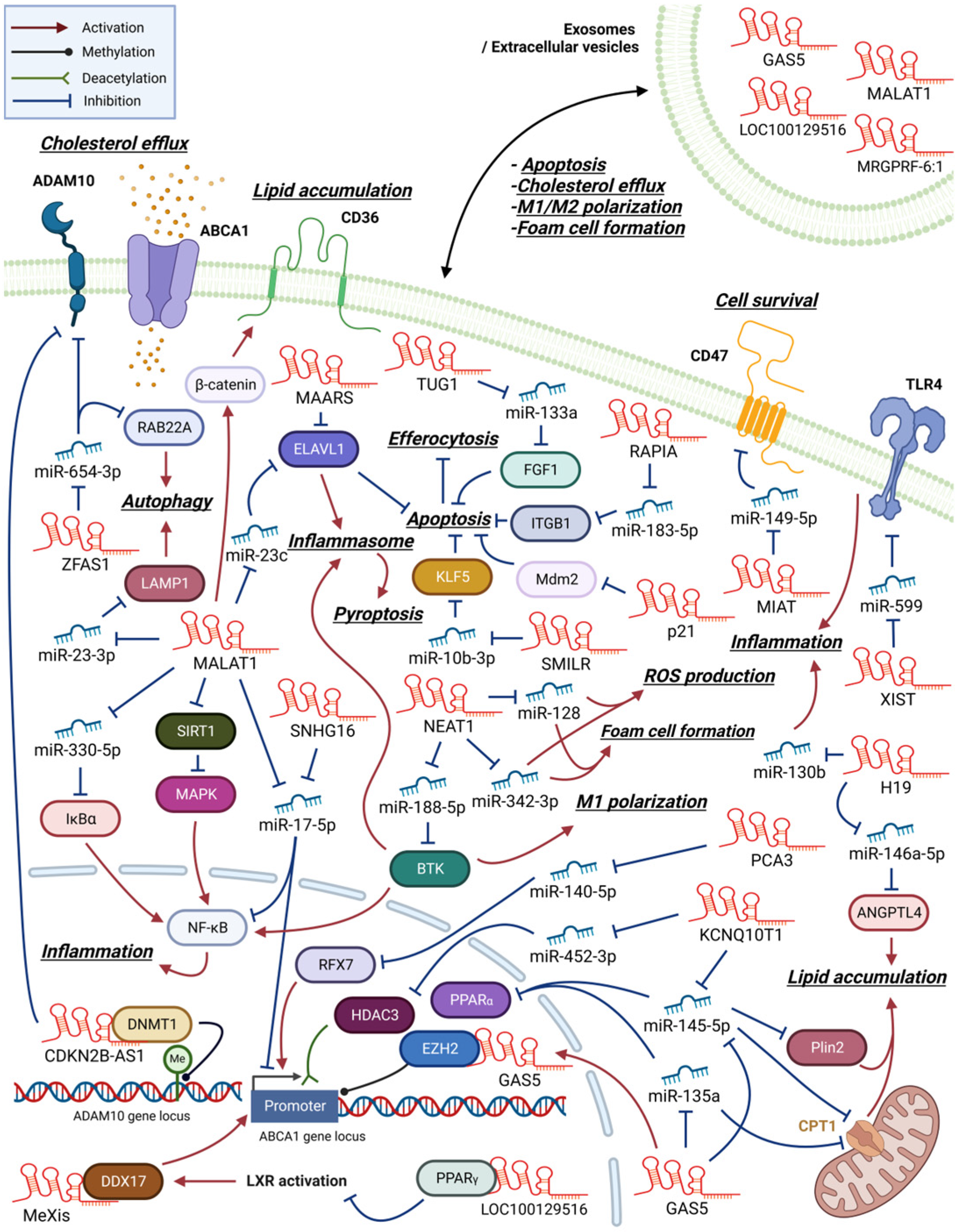 Biomedicines | Free Full-Text | Role of Macrophage lncRNAs in 