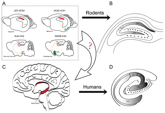 The Enigmatic CA2: Exploring the Understudied Region of the Hippocampus ...