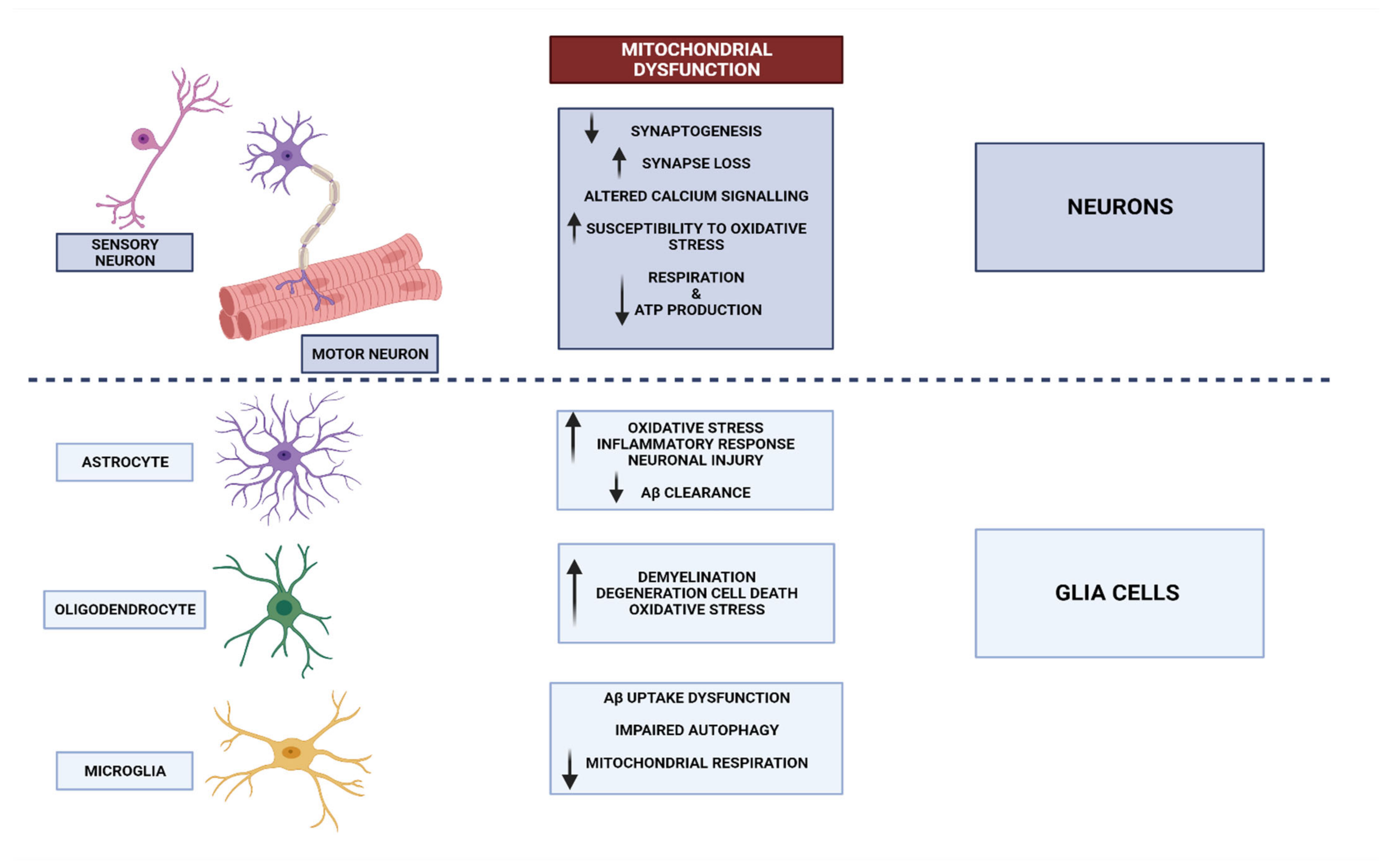 Biomedicines Free Full-Text Mitochondria and Brain Disease A Comprehensive Review of Pathological Mechanisms and Therapeutic Opportunities picture
