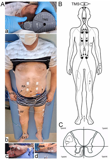 Biomedicines, Free Full-Text