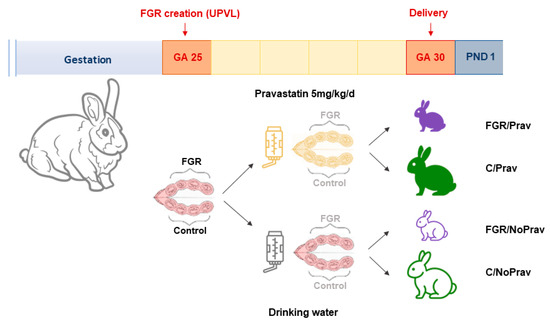 The Effects of Prenatal Pravastatin Treatment in the Rabbit Fetal Growth Restriction Model