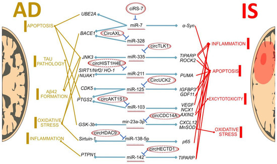 Biomedicines | Free Full-Text | Are Ischemic Stroke and