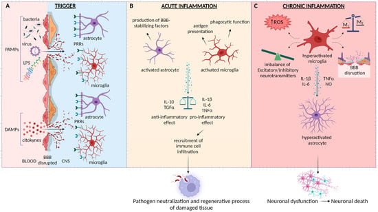 Biomedicines | Free Full-Text | The NLRP3 Inflammasome in ...