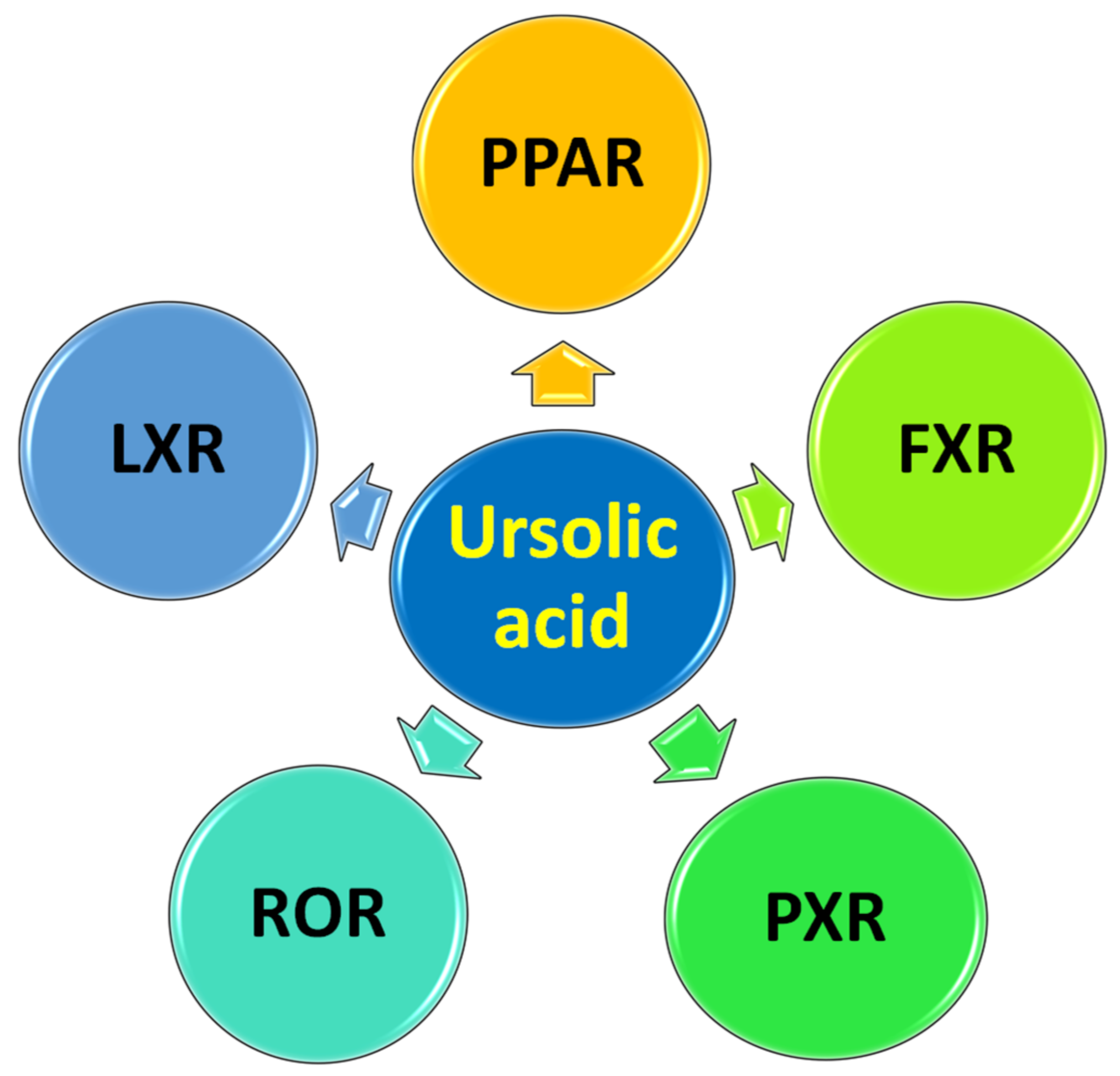 The Science Behind Ursolic Acid and Muscle Development The Science Behind Ursolic Acid and Muscle Development