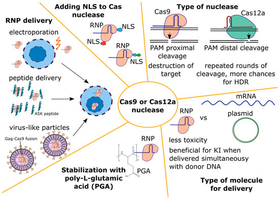 https://pub.mdpi-res.com/biomedicines/biomedicines-12-00119/article_deploy/html/images/biomedicines-12-00119-g002-550.jpg?1704533476