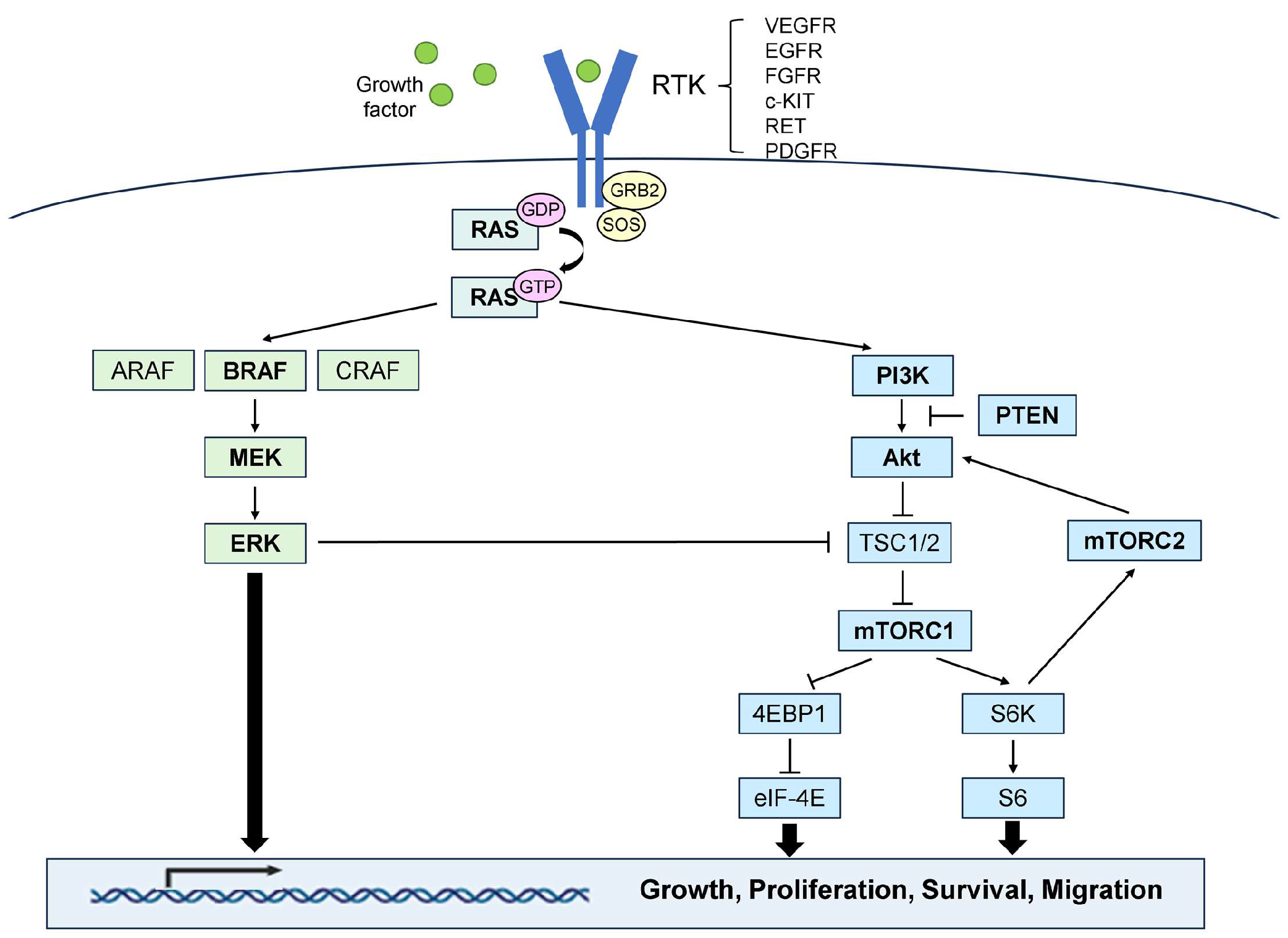 Biomedicines | Free Full-Text | Recent Trends and Potential of Radiotherapy  in the Treatment of Anaplastic Thyroid Cancer