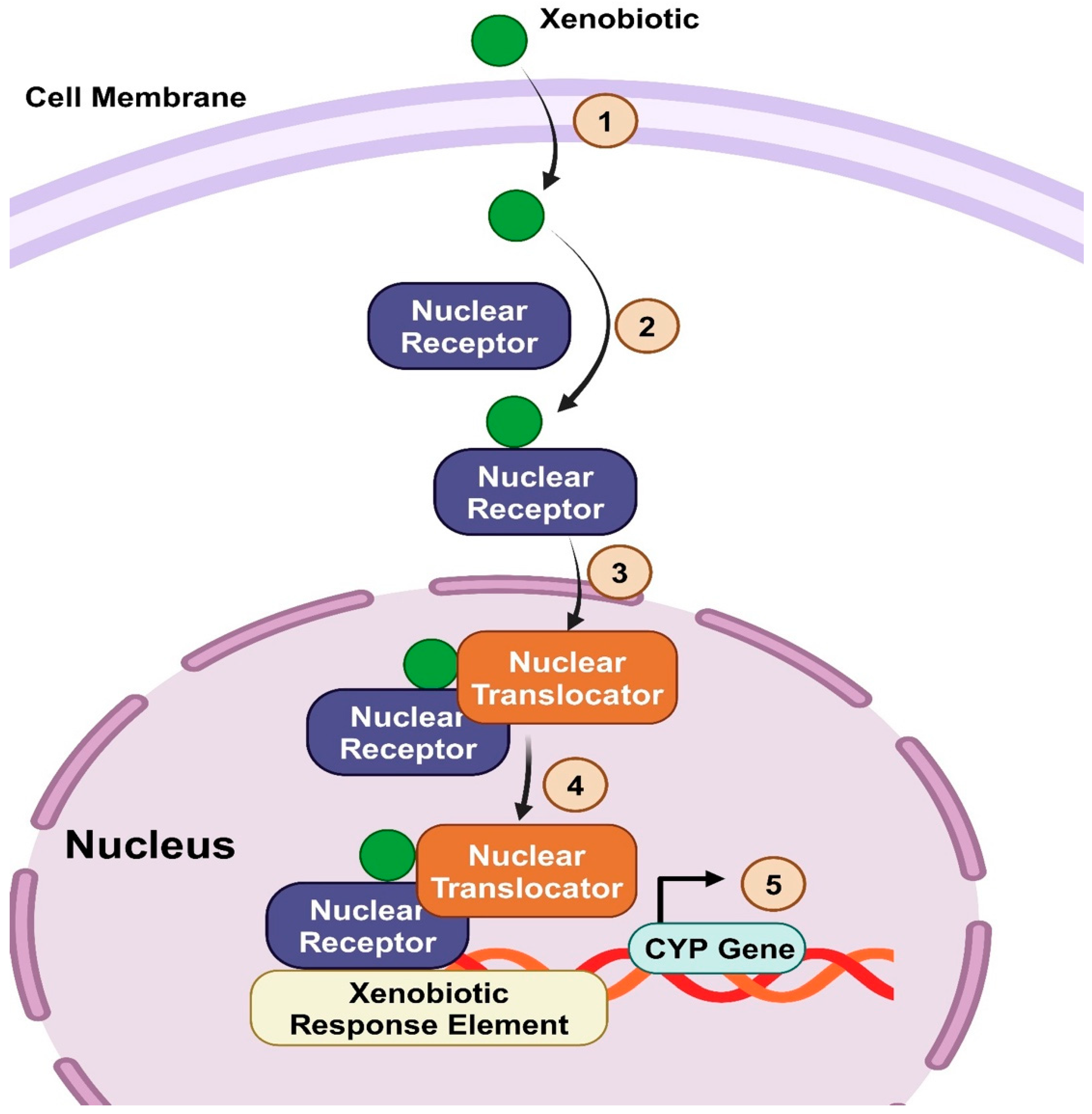 Biomedicines | Free Full-Text | Decoding the Role of CYP450 Enzymes in ...