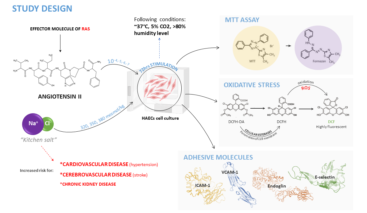 Angiotensin II Exposure In Vitro Reduces High Salt-Induced Reactive Oxygen Species Production and Modulates Cell Adhesion Molecules’ Expression in Human Aortic Endothelial Cell Line figure-37-dd-form-1348-1-dod-single-line-item-release-receipt-document