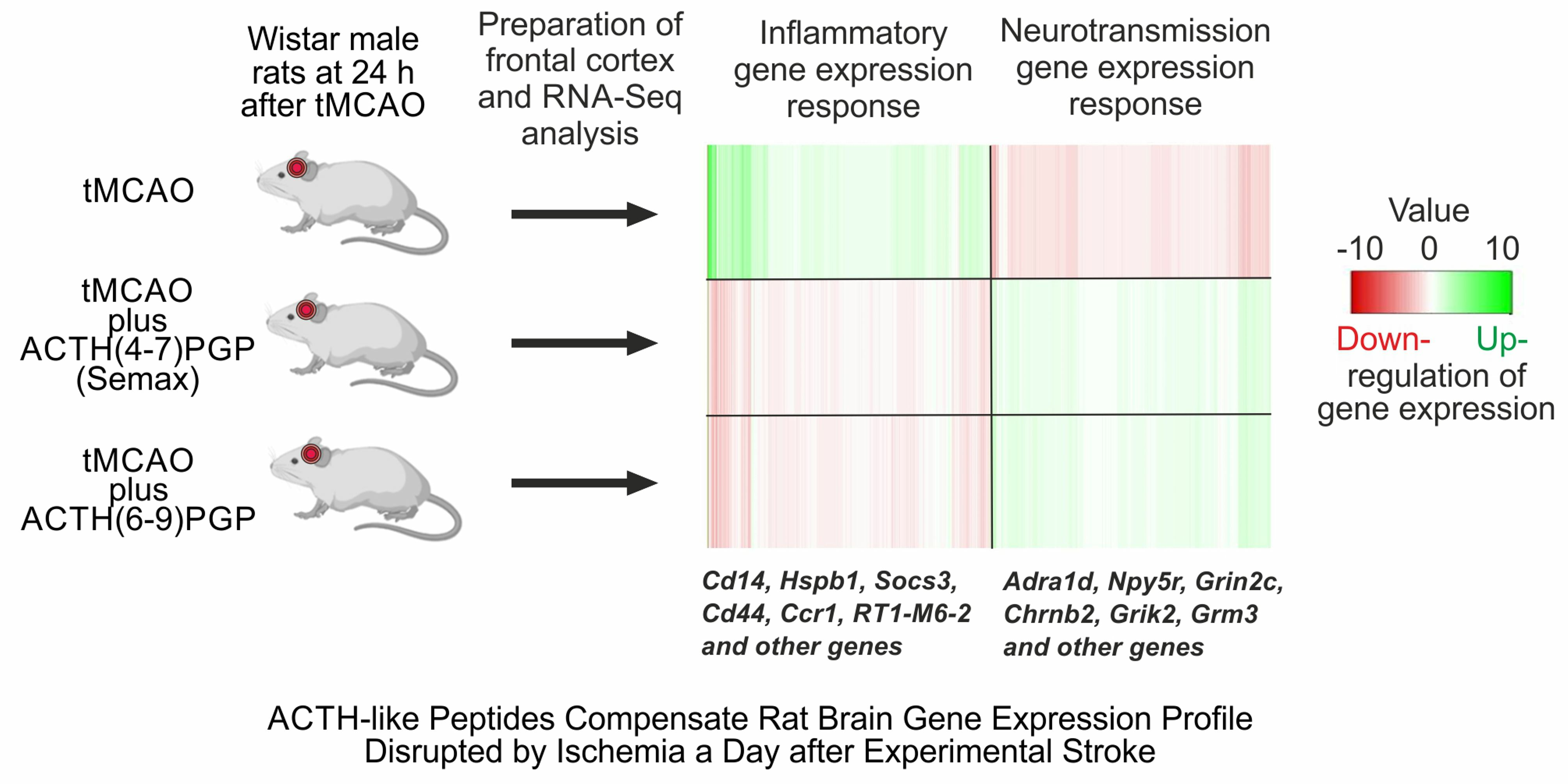 ACTH like Peptides Compensate Rat Brain Gene Expression Profile  