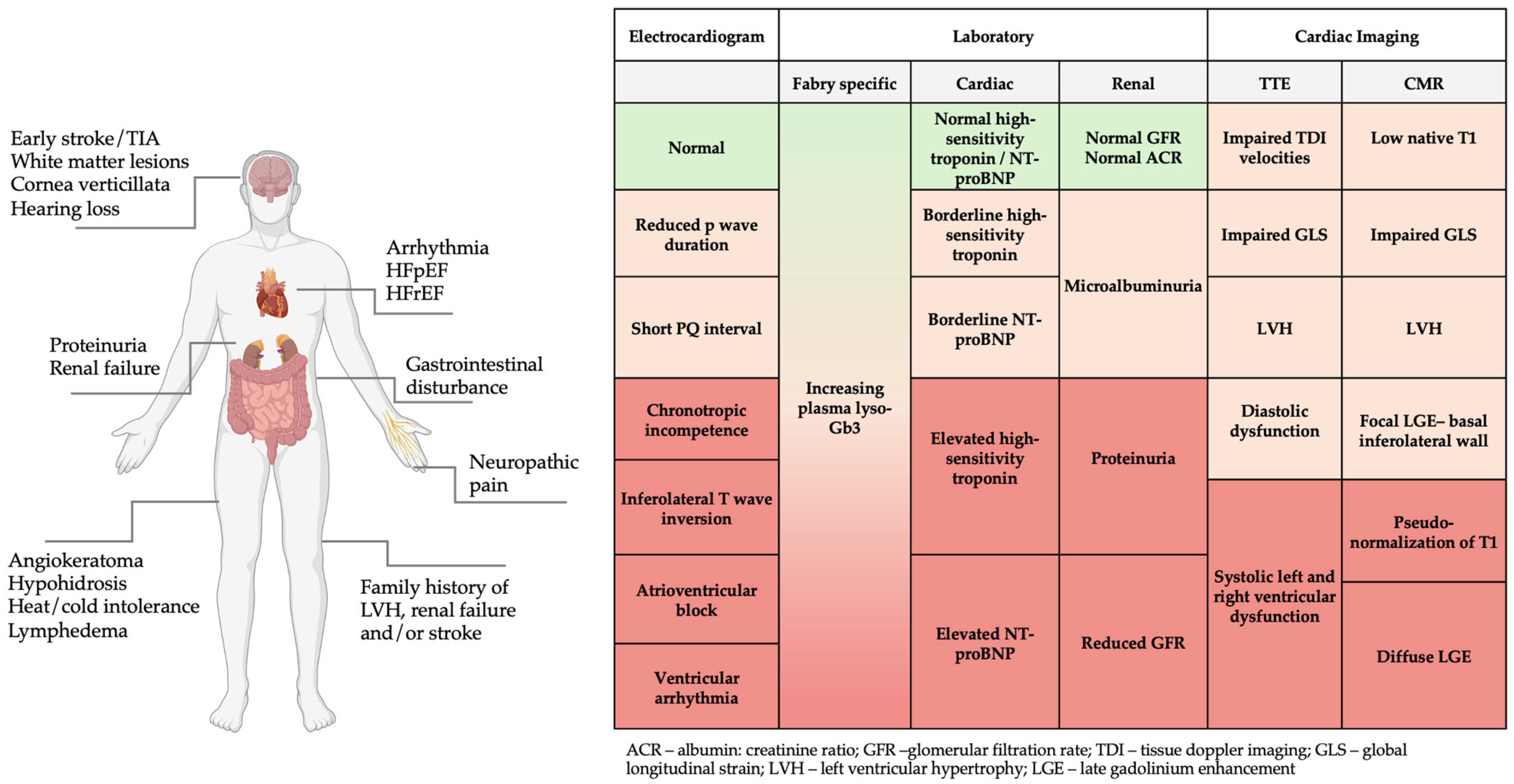 Fabry Disease: Insights into Pathophysiology and Novel Therapeutic ...