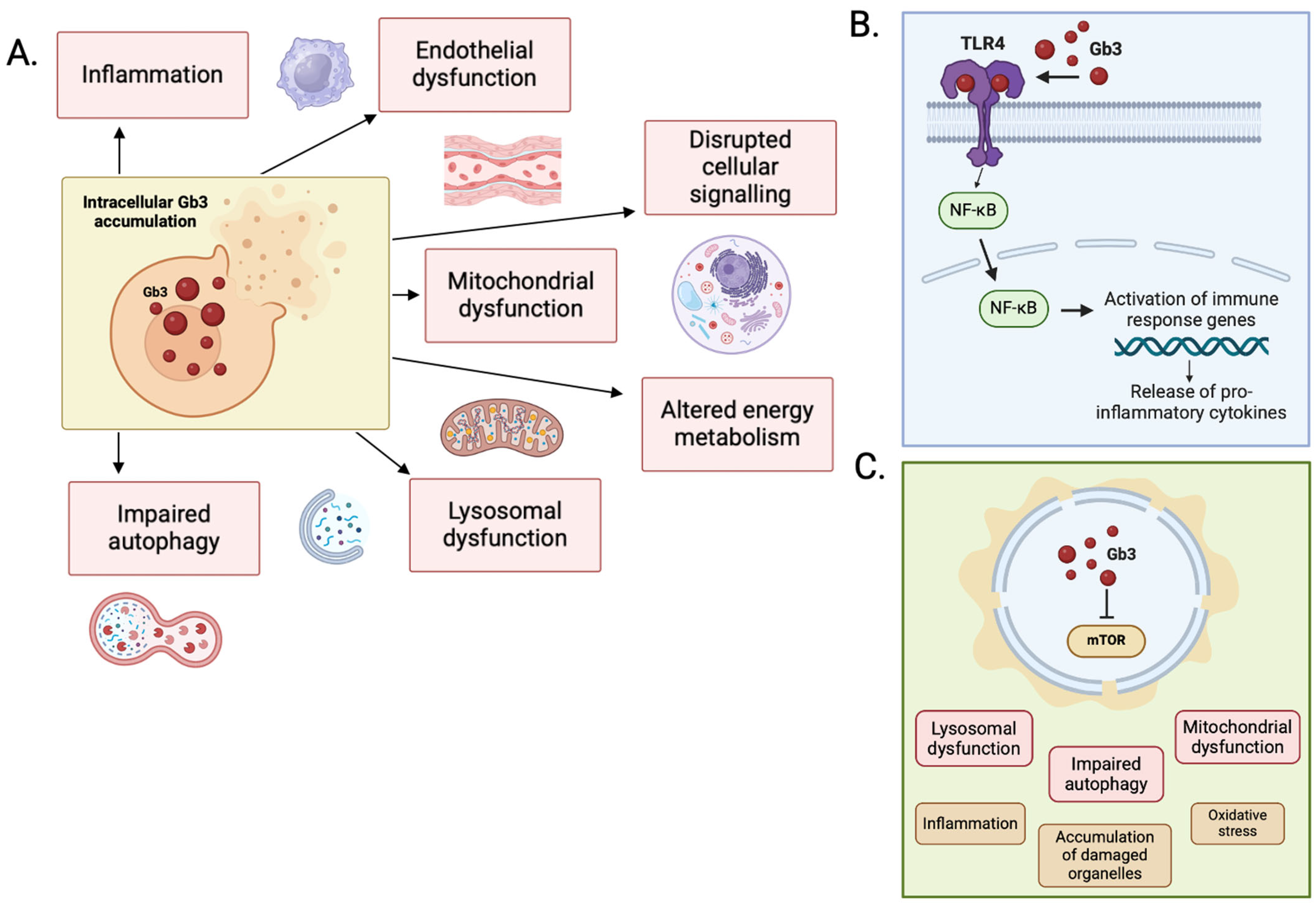 Fabry Disease: Insights into Pathophysiology and Novel Therapeutic ...