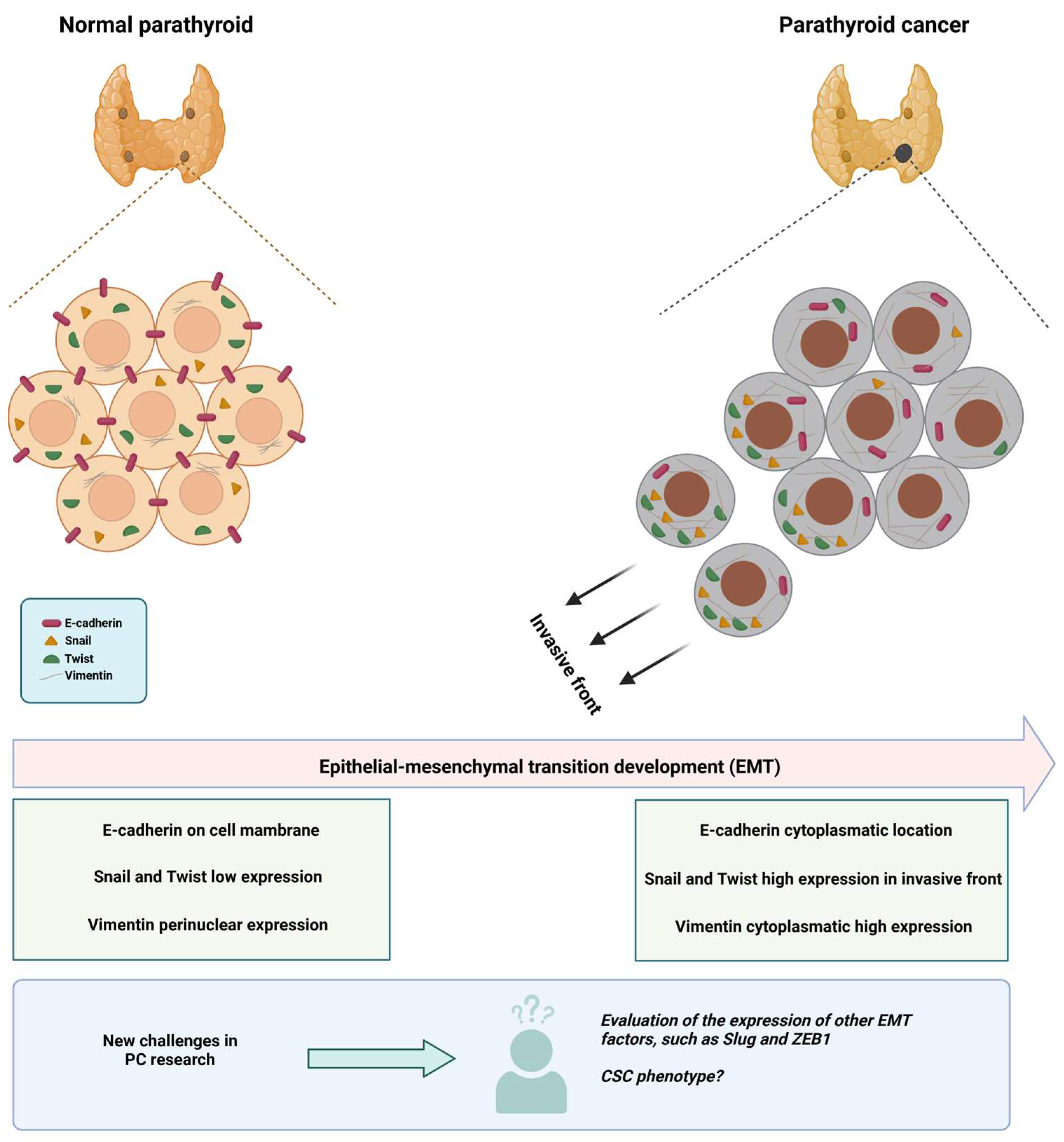 Basic-Clinical Analysis of Parathyroid Cancer