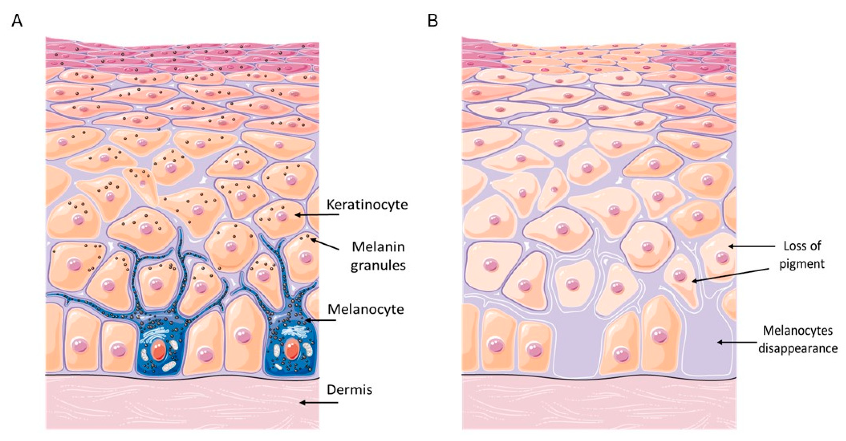 4-Fluorotropacocaine Usage | Shaanxi Bloom Tech 4-Fluorotropacocaine Usage | Shaanxi Bloom Tech