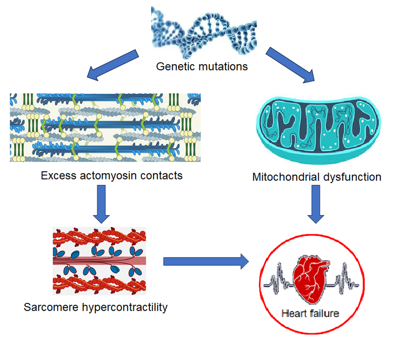 Cellular and Molecular Mechanisms of Heart Failure and Sudden Cardiac ...