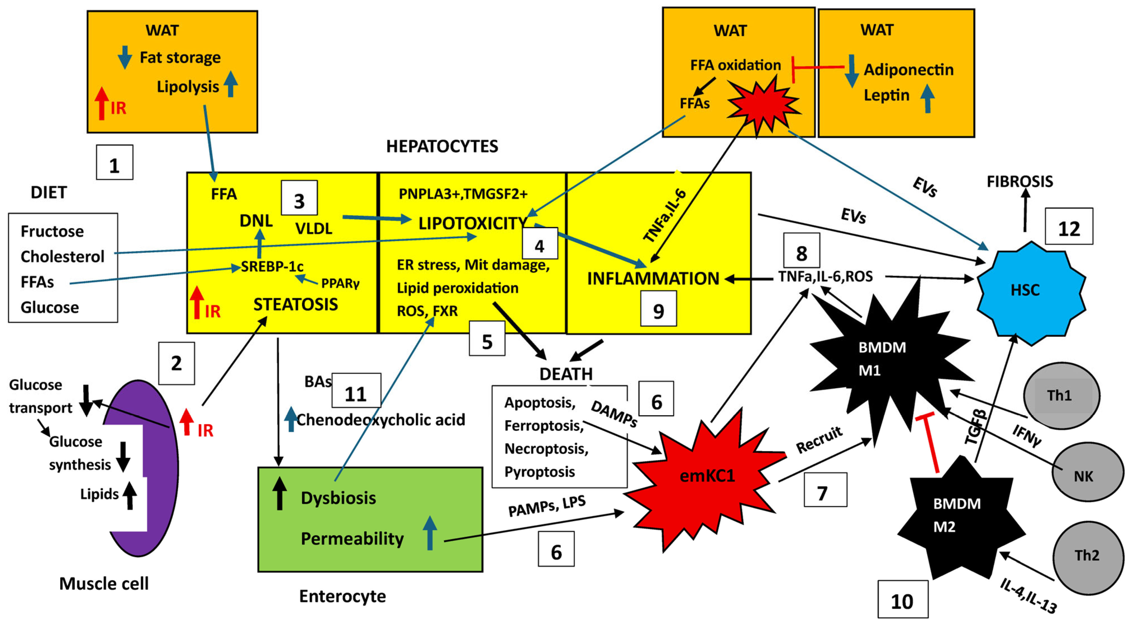 The Role of Kupffer Cells and Liver Macrophages in the Pathogenesis of ...