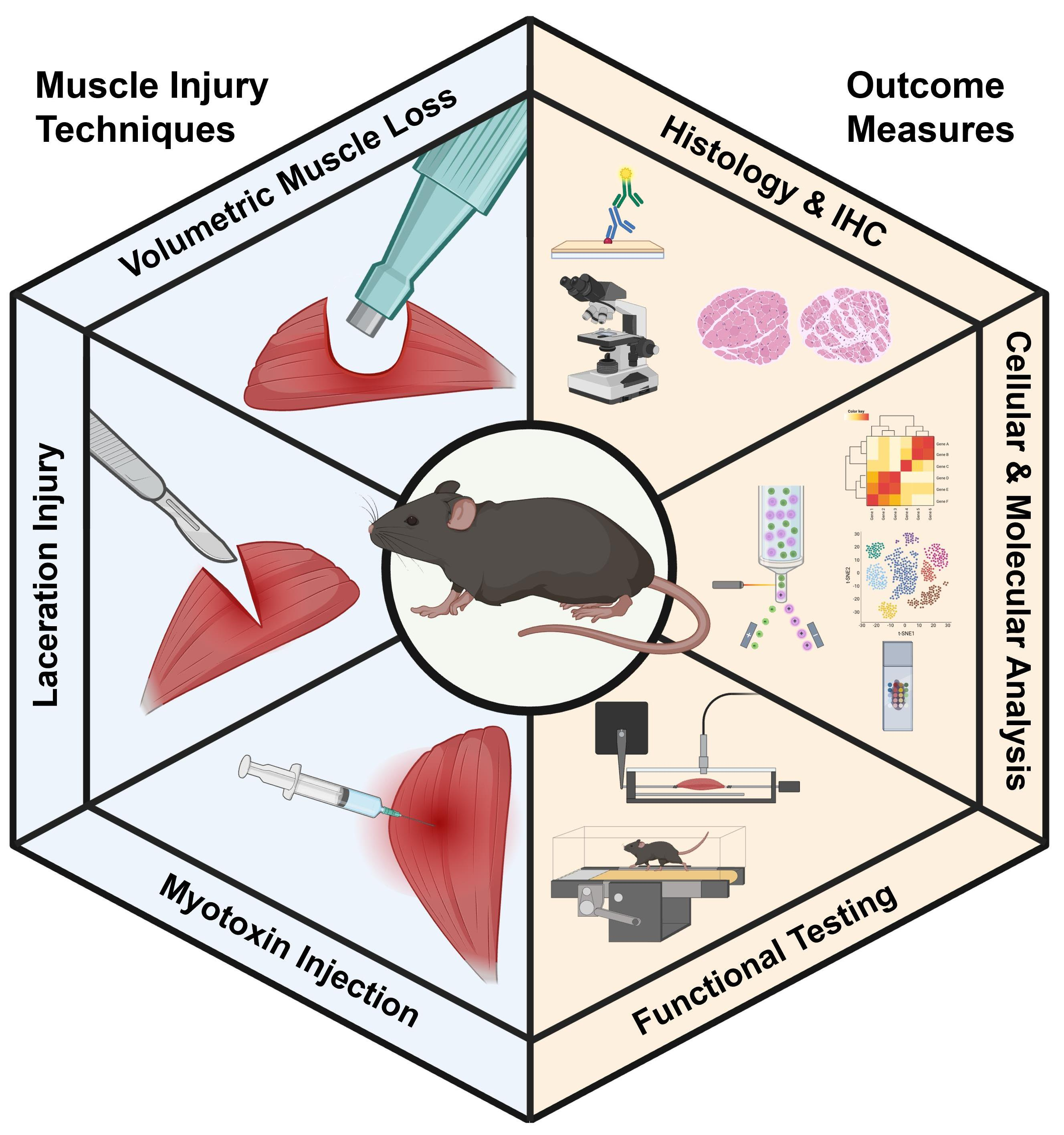 Mouse Muscle Map Mouse Models of Muscle Fibrosis: Mechanisms, Methods, and Applications