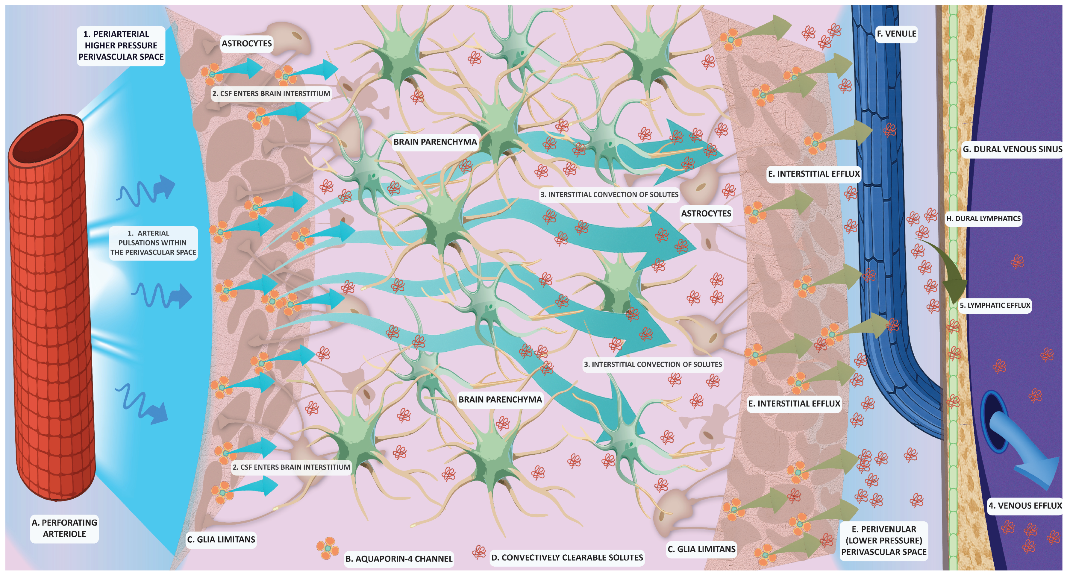 Mapping the Brain’s Glymphatic System