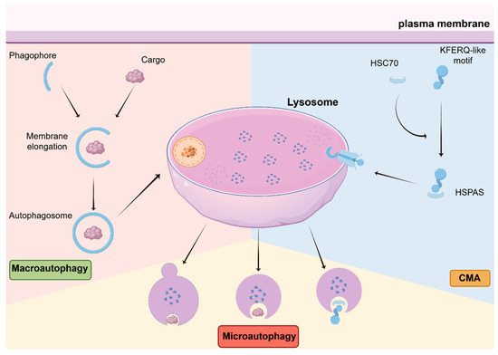 Autophagy in Cancer: Context-Dependent Regulation and Precision ...