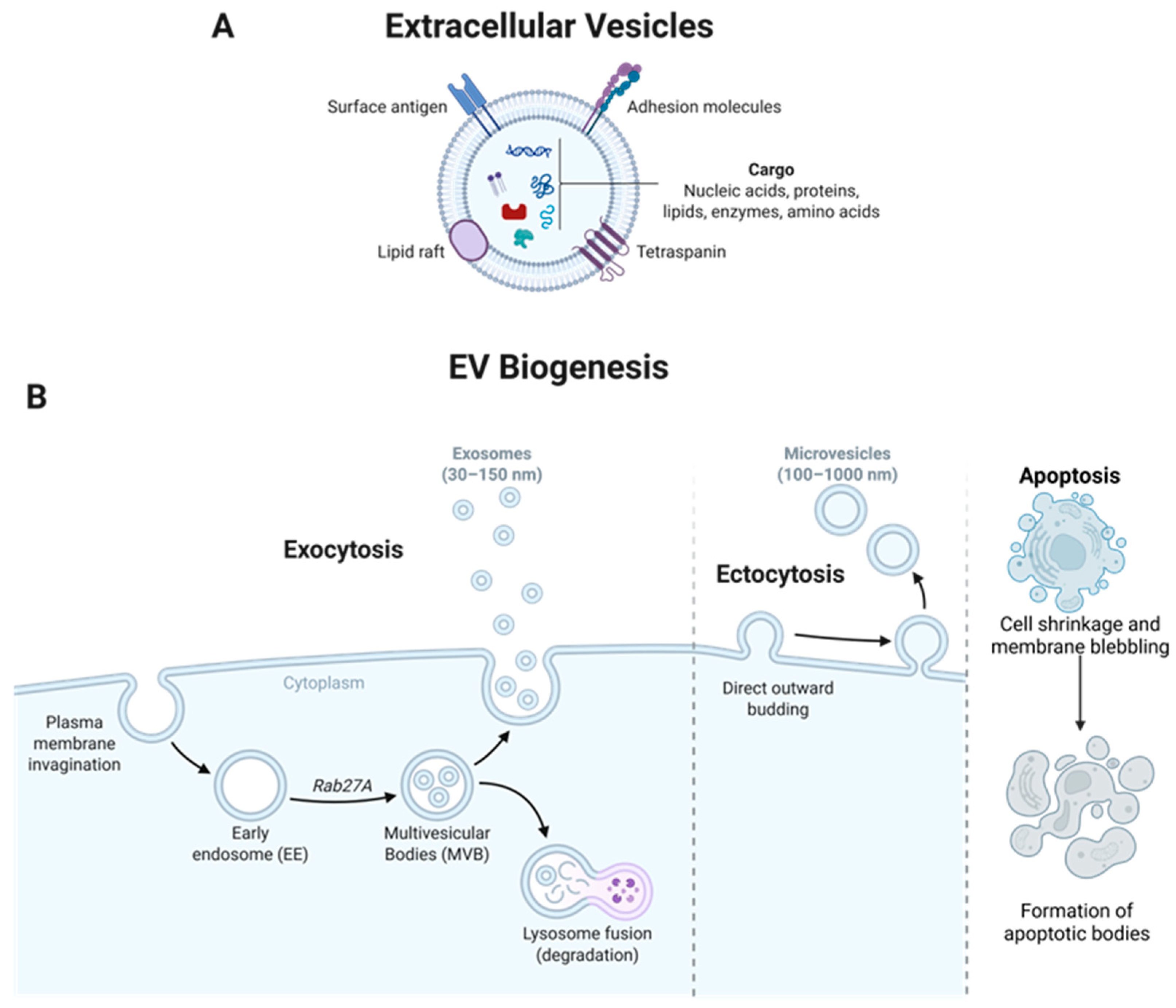 Extracellular Vesicles: A Comprehensive Review of Their Origins ...