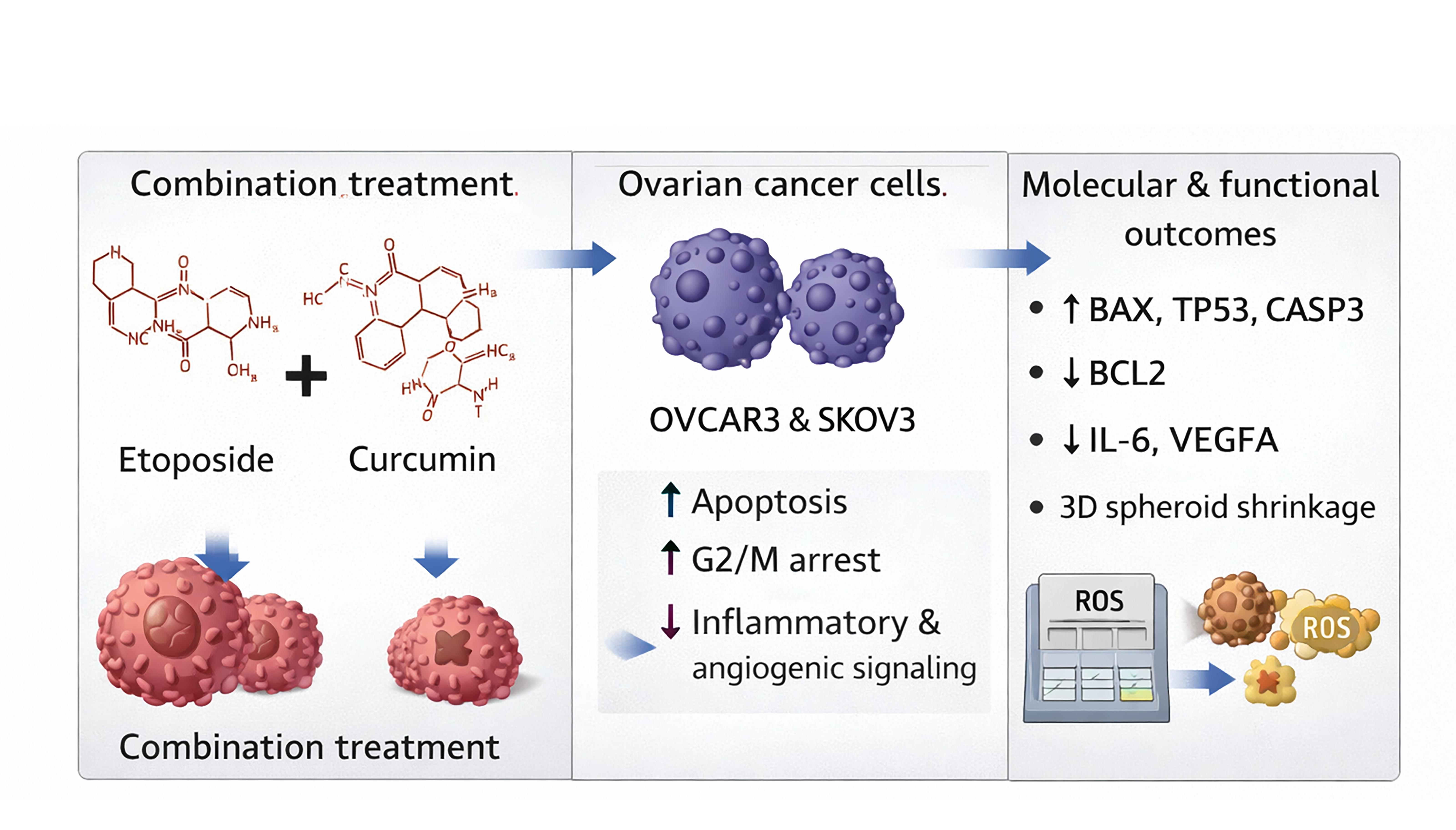 Synergistic Antitumor Effects of Etoposide and Curcumin in Ovarian ...