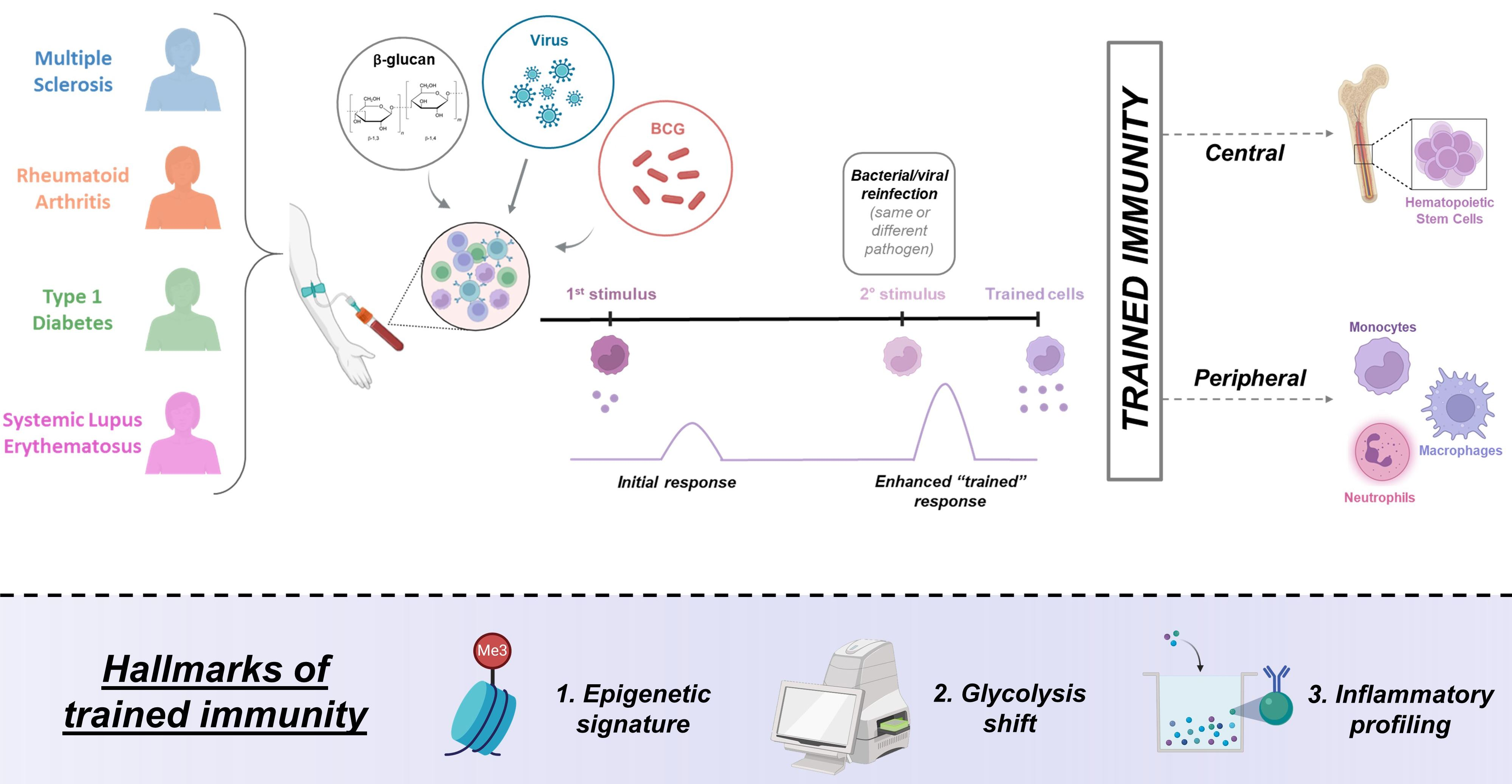 Trained Immunity in Autoimmunity: Friend, Foe, or Therapeutic Target?