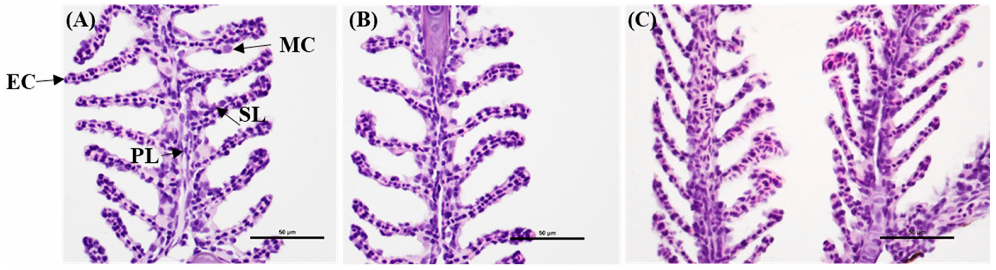 Zebrafish as a Model for Cardiovascular Disease Using Nanotechnology ...