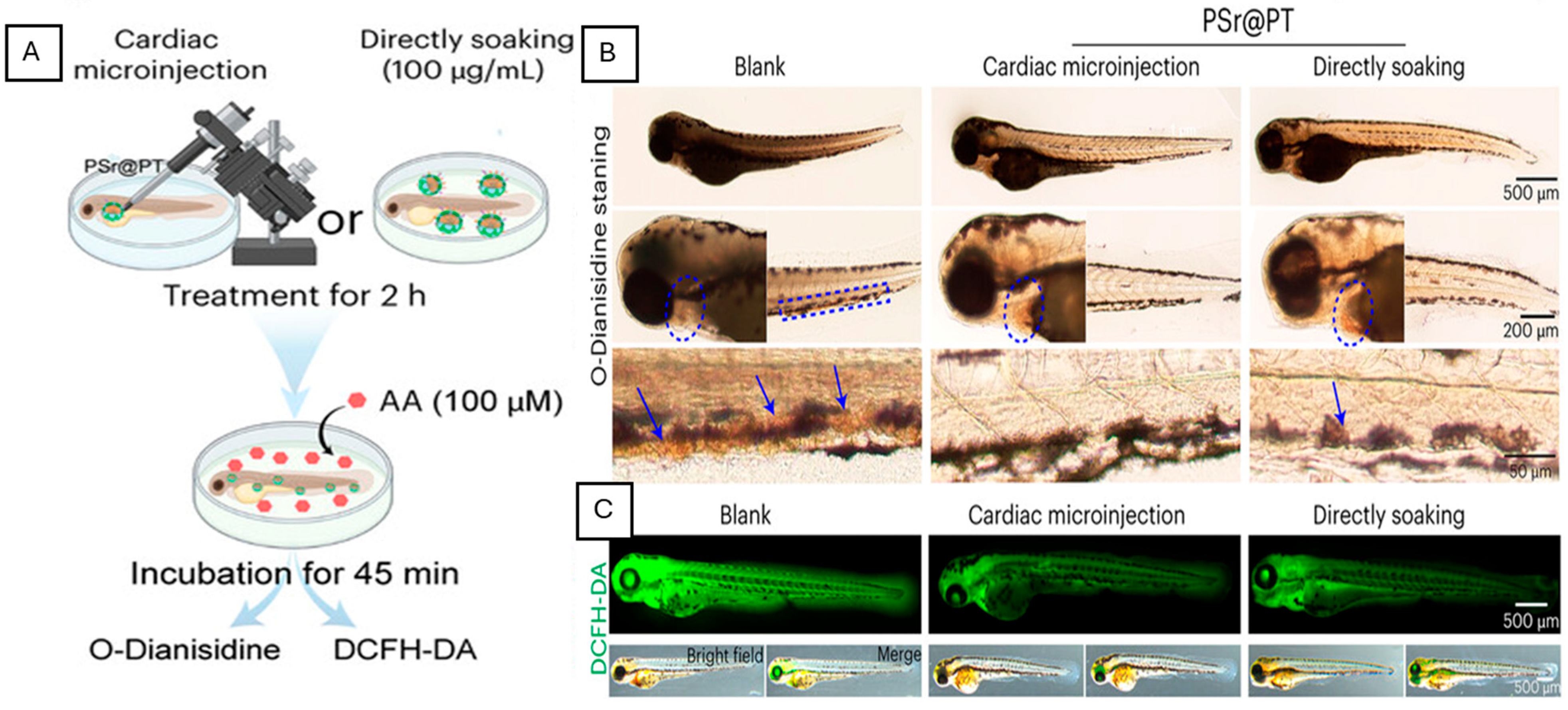 Zebrafish as a Model for Cardiovascular Disease Using Nanotechnology ...