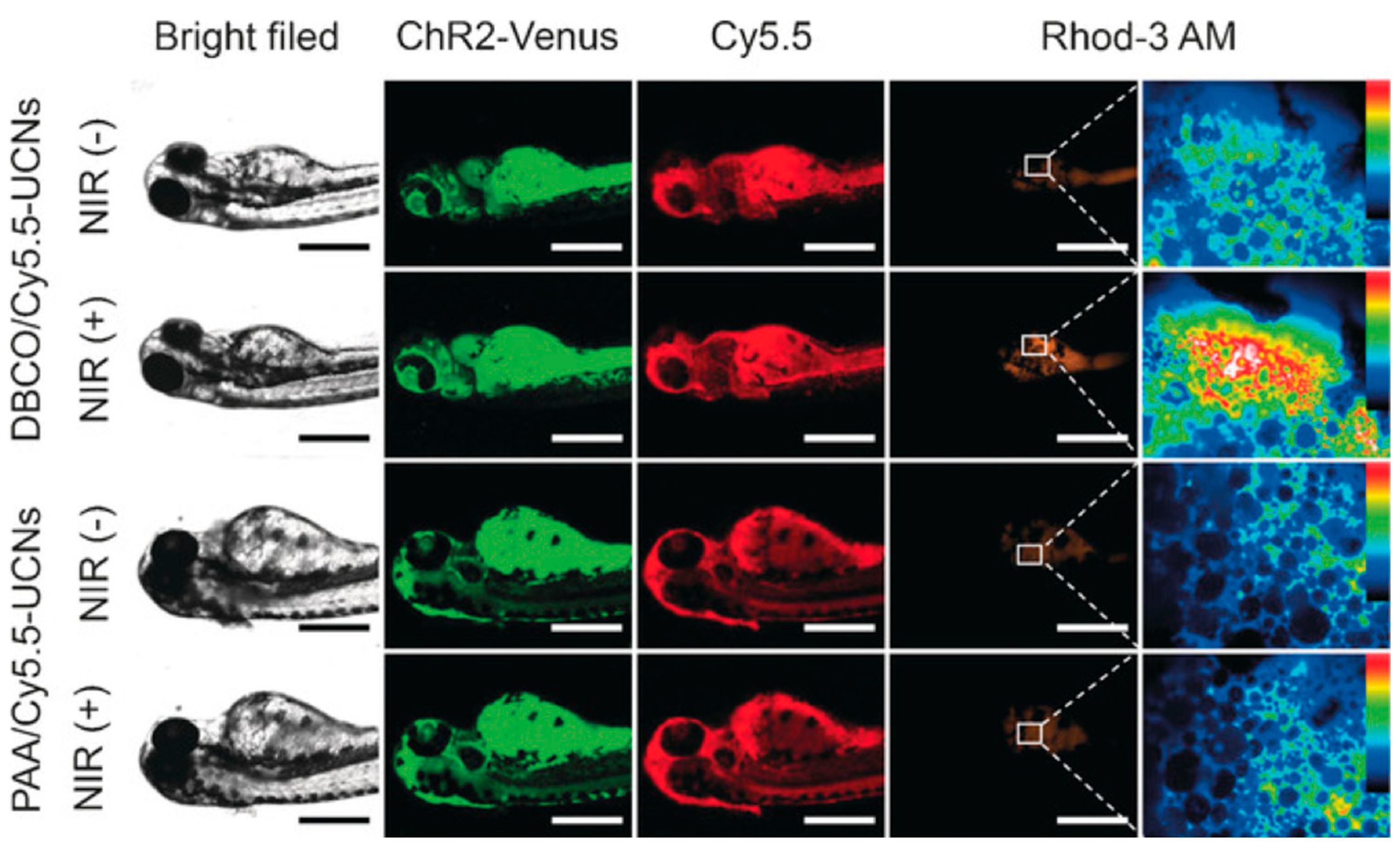 Zebrafish as a Model for Cardiovascular Disease Using Nanotechnology ...