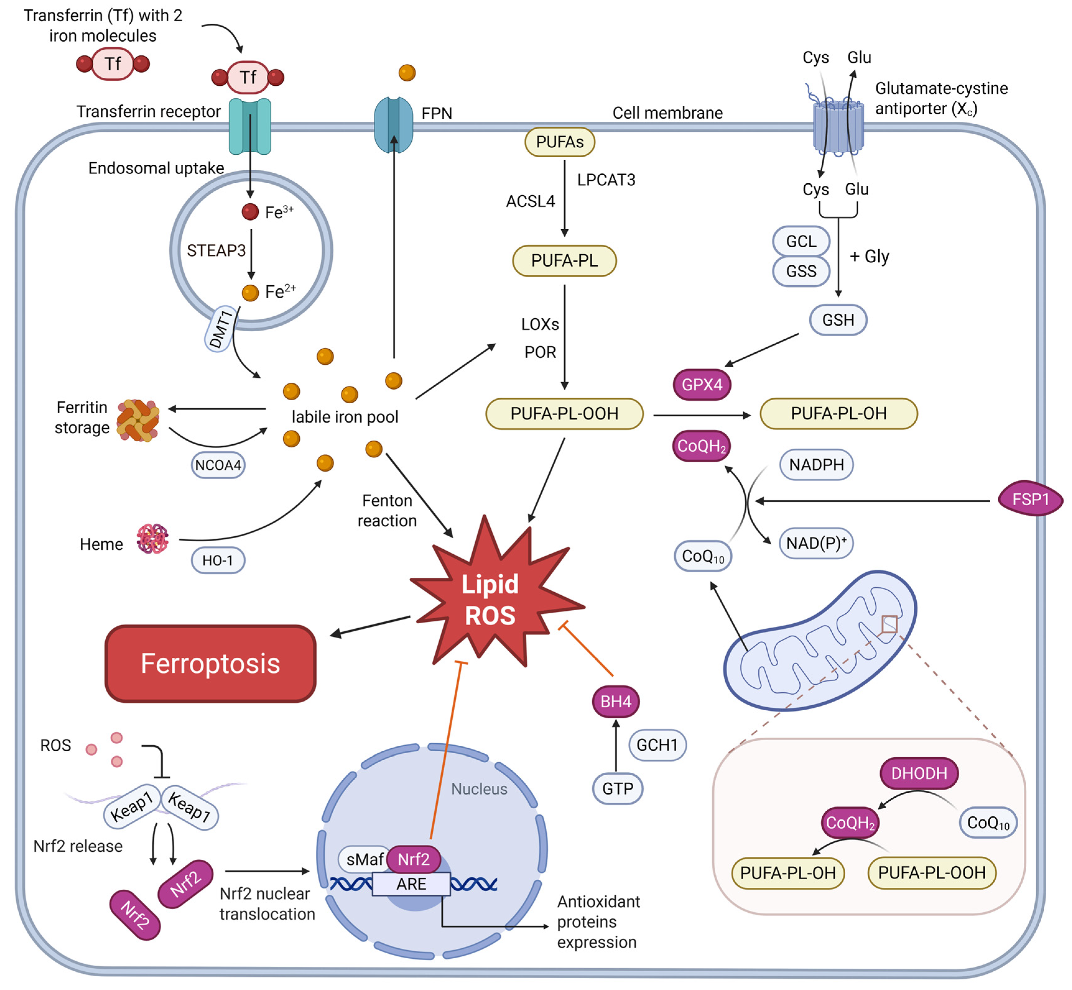 The Mechanism of Ferroptosis and Blood–Brain Barrier Damage in ...