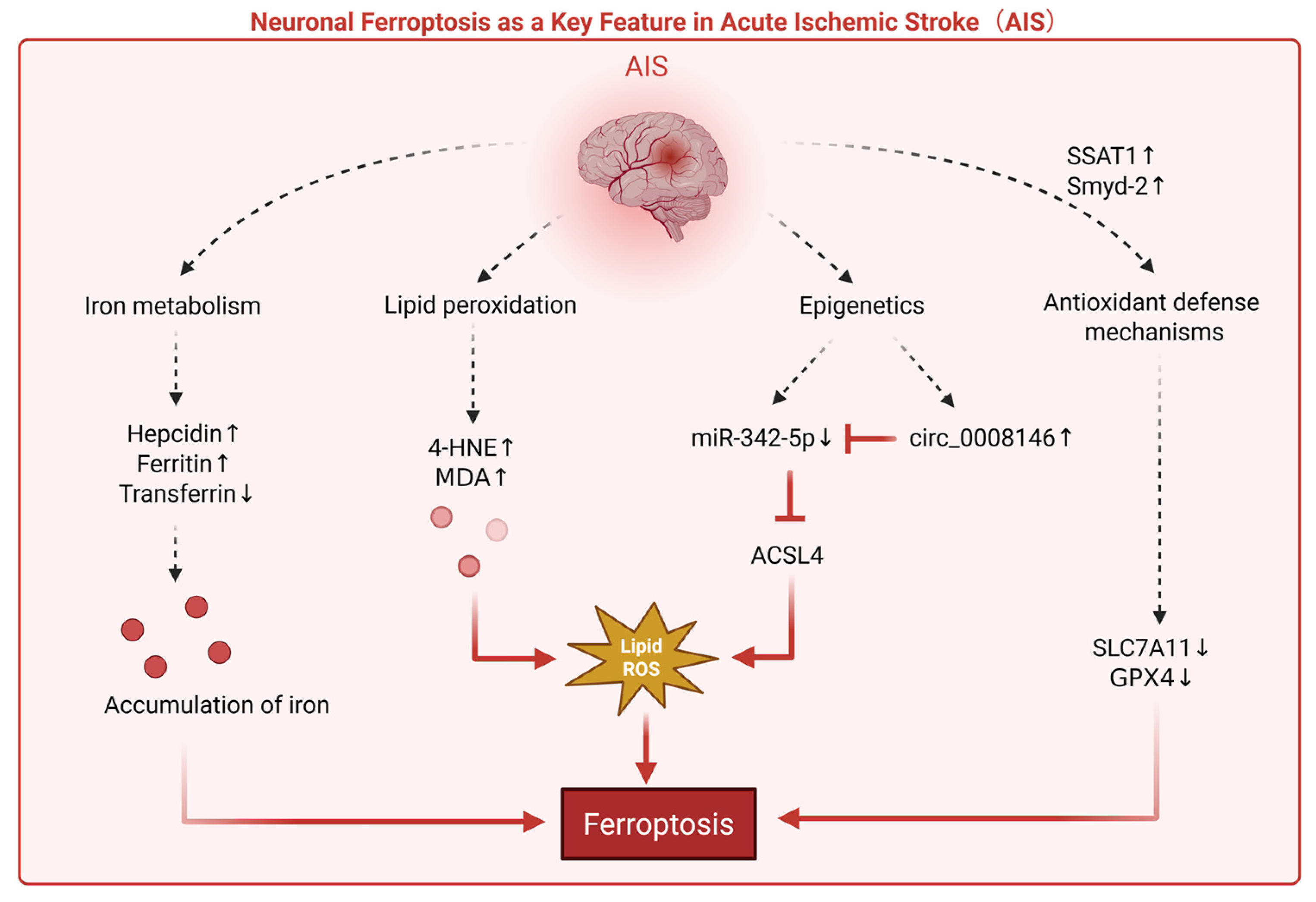 The Mechanism of Ferroptosis and Blood–Brain Barrier Damage in ...