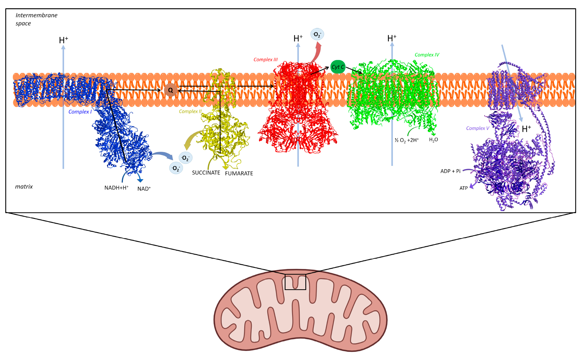 Mitochondrial Dysfunction in the Inflammatory Process of ...