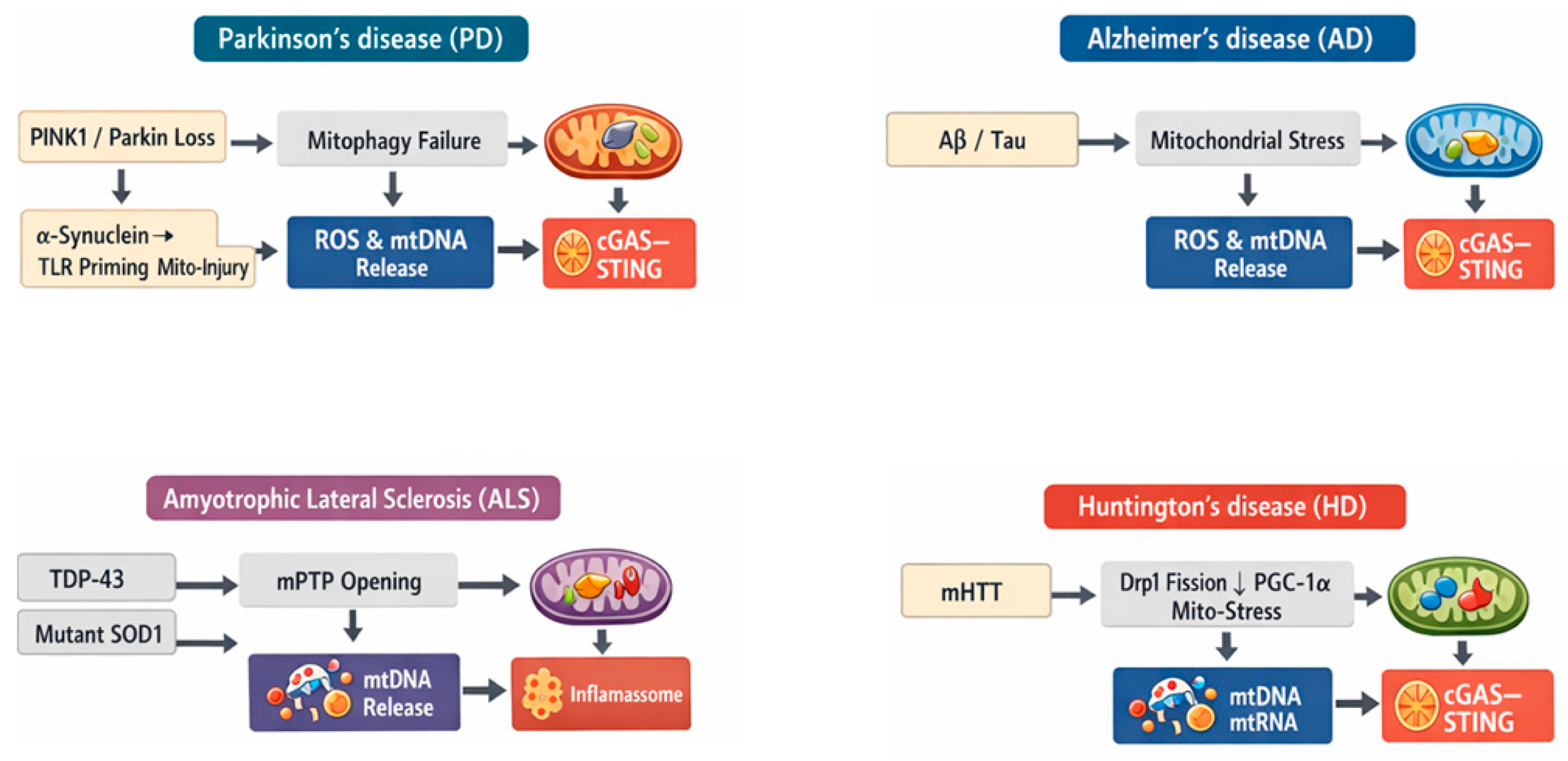 Mitochondrial Dysfunction in the Inflammatory Process of ...