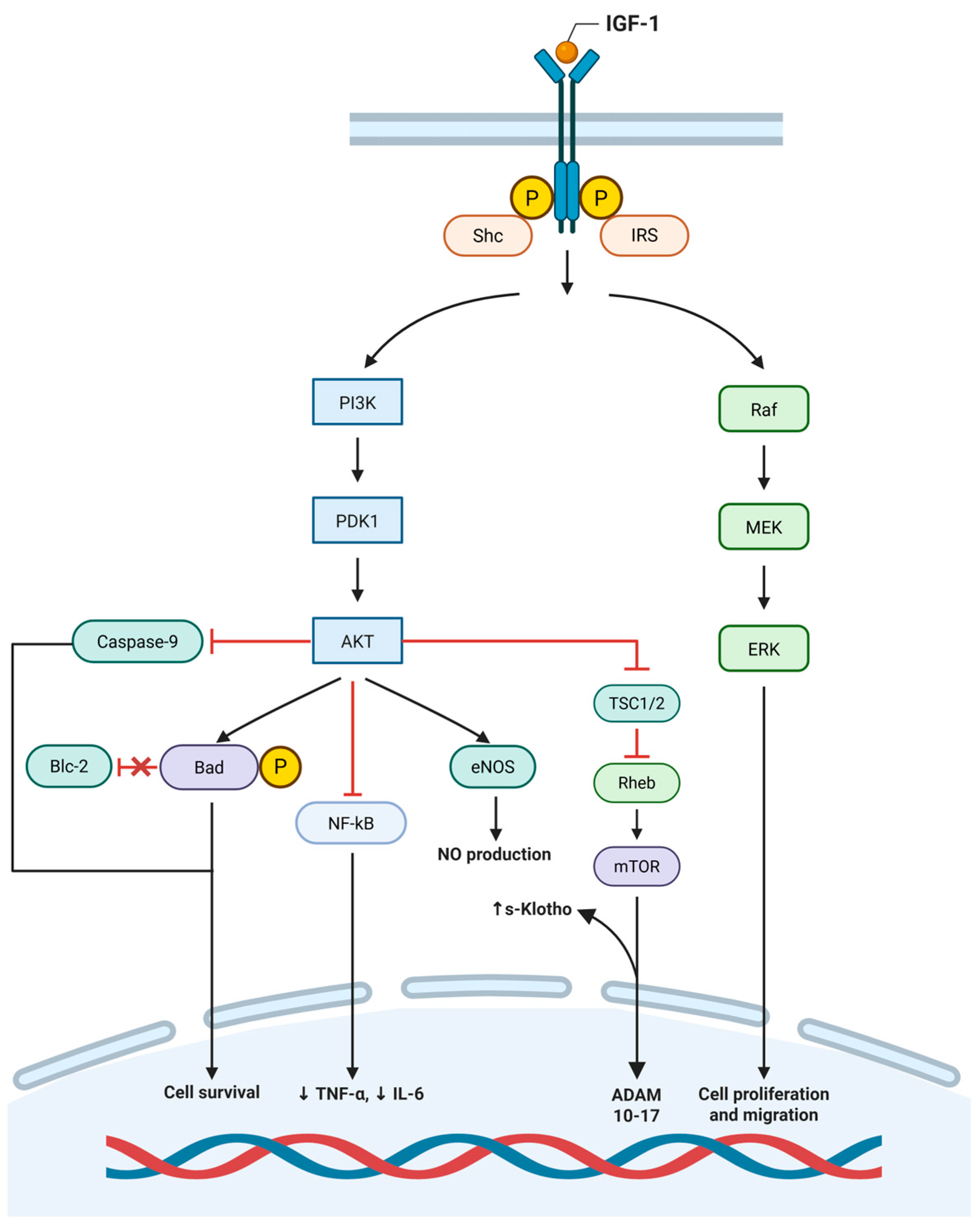 The Role of GH-IGF-1 Axis and S-Klotho in Atherosclerosis Natural ...