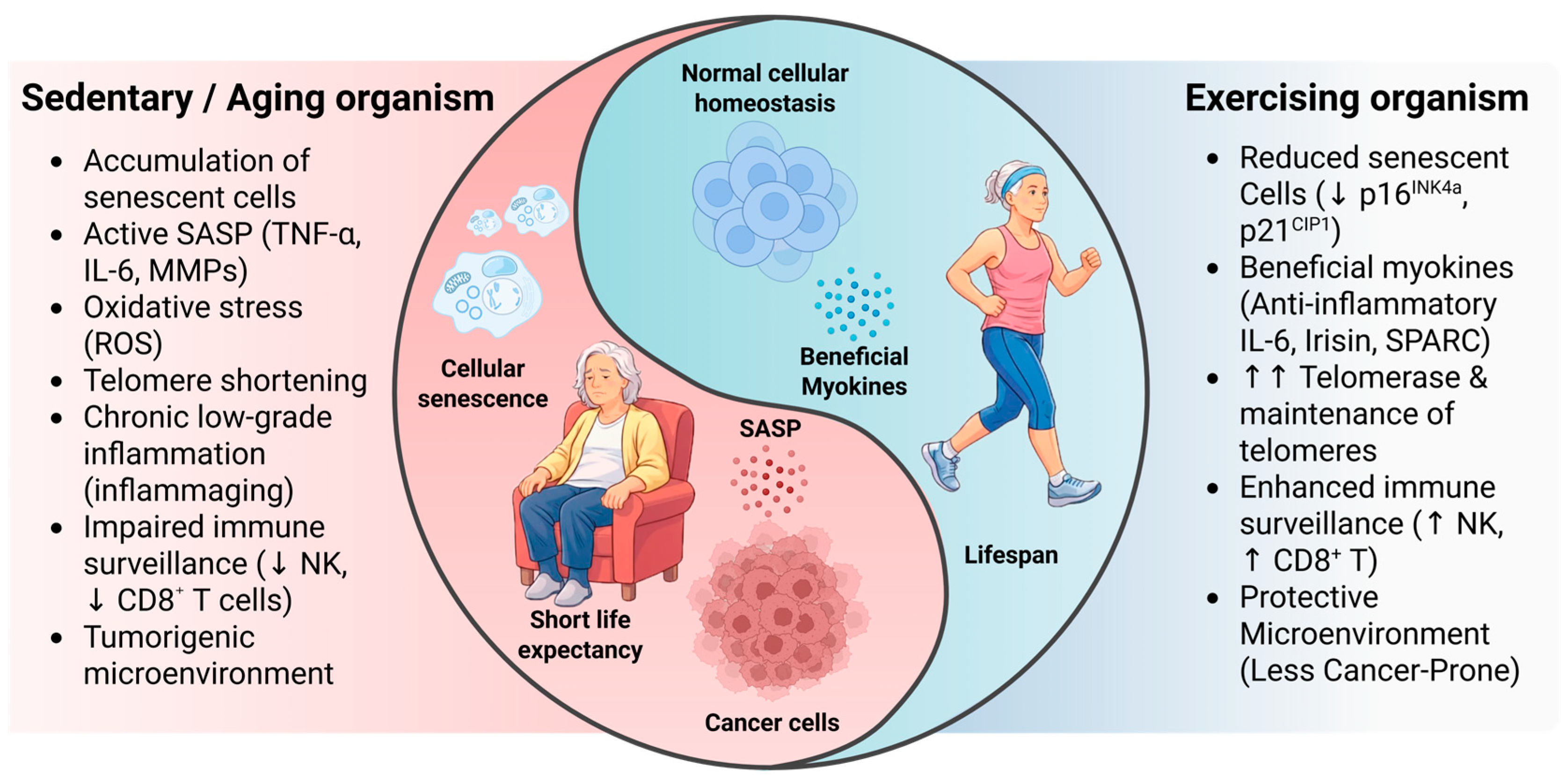 Exercise, Cellular Senescence, and Cancer: Novel Perspectives on ...