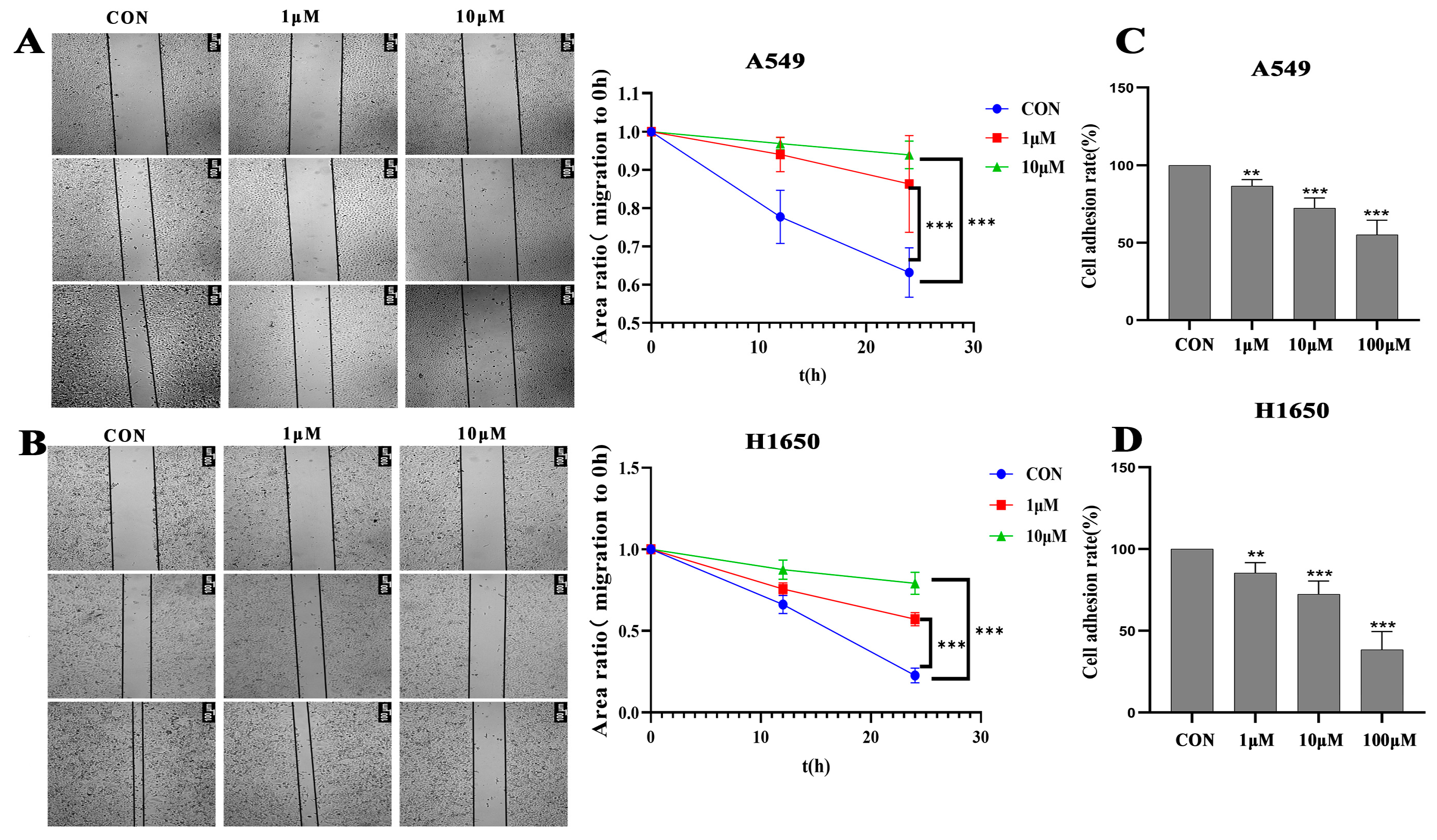 In Vitro Cell Viability and Migration Inhibitory Effects of ...